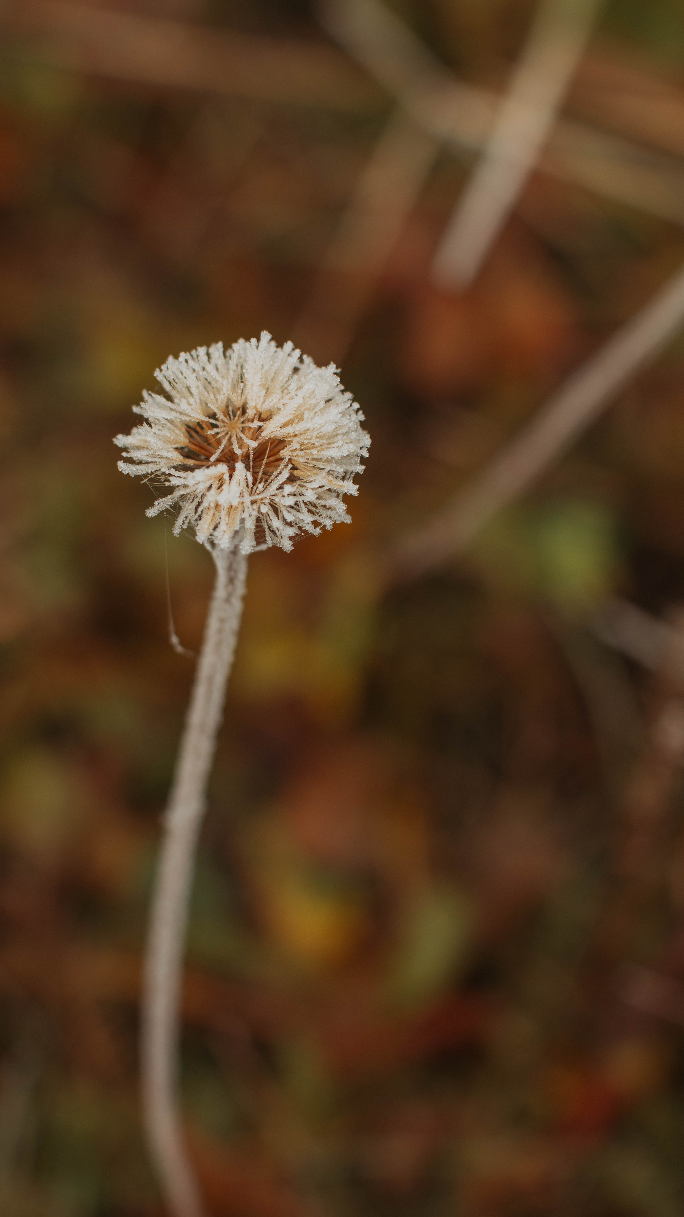 Обои на телефон. Семейный и детский фотограф в Москве