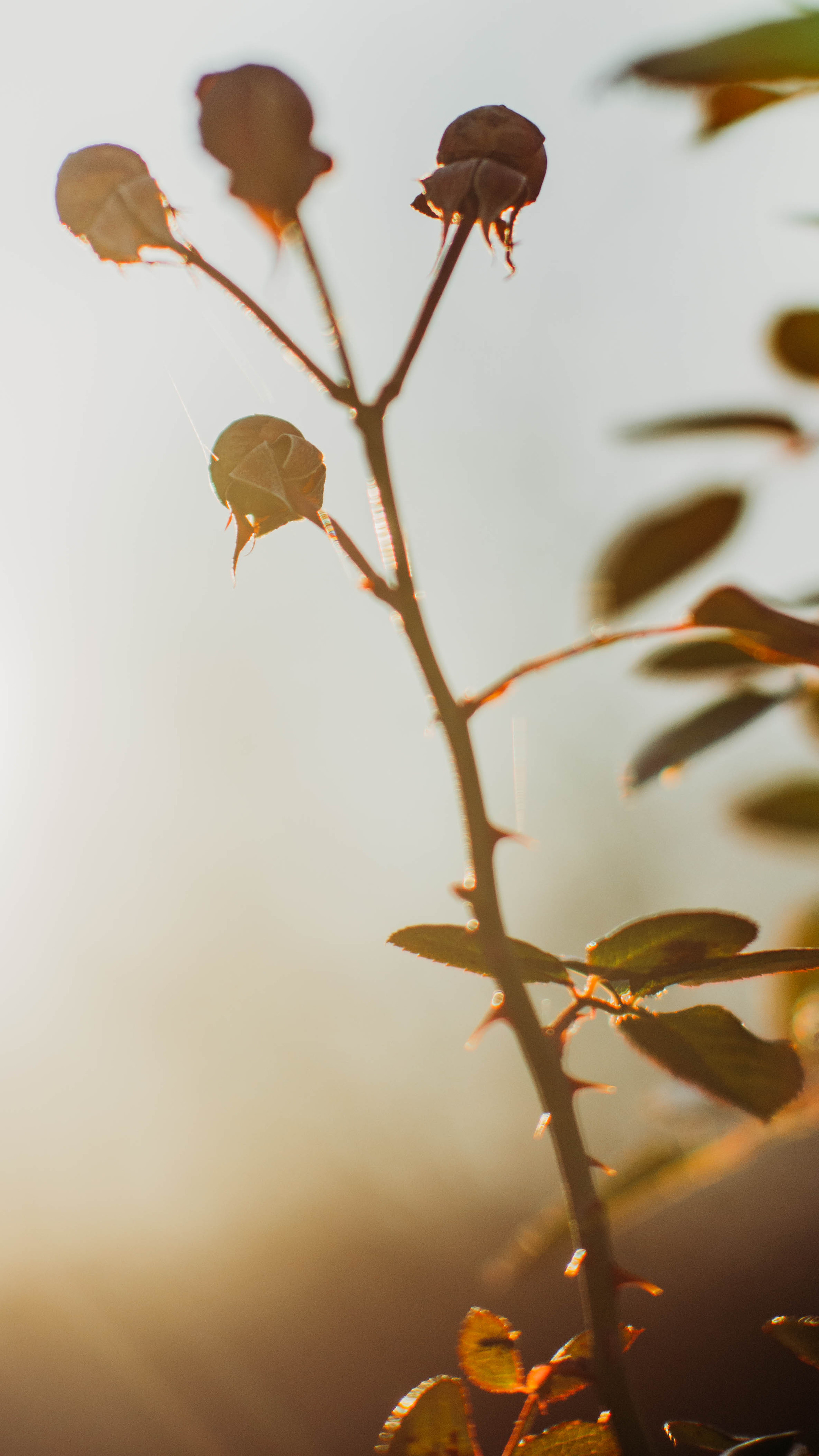 Обои на телефон. Семейный и детский фотограф в Москве