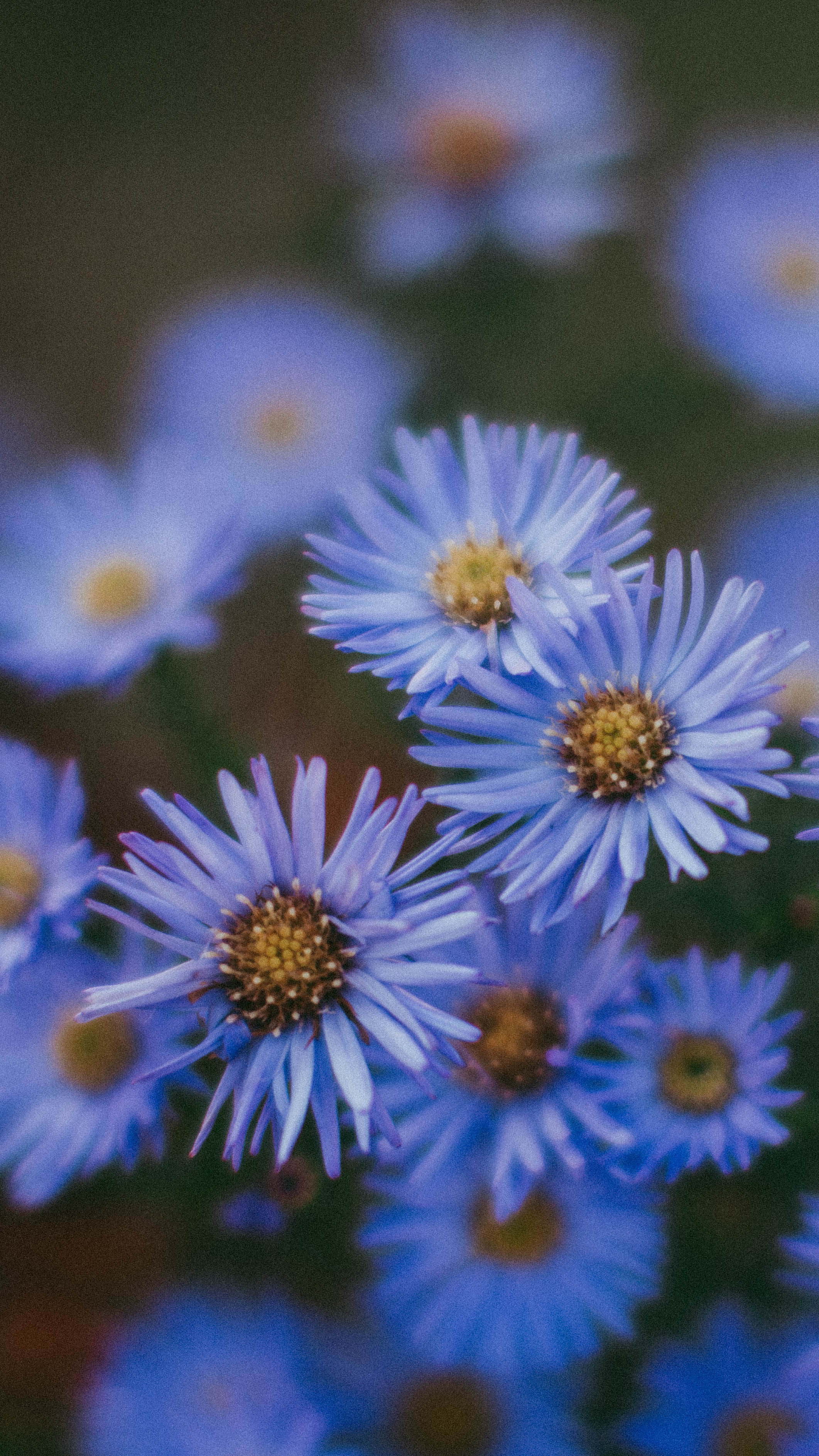 Обои на телефон. Семейный и детский фотограф в Москве