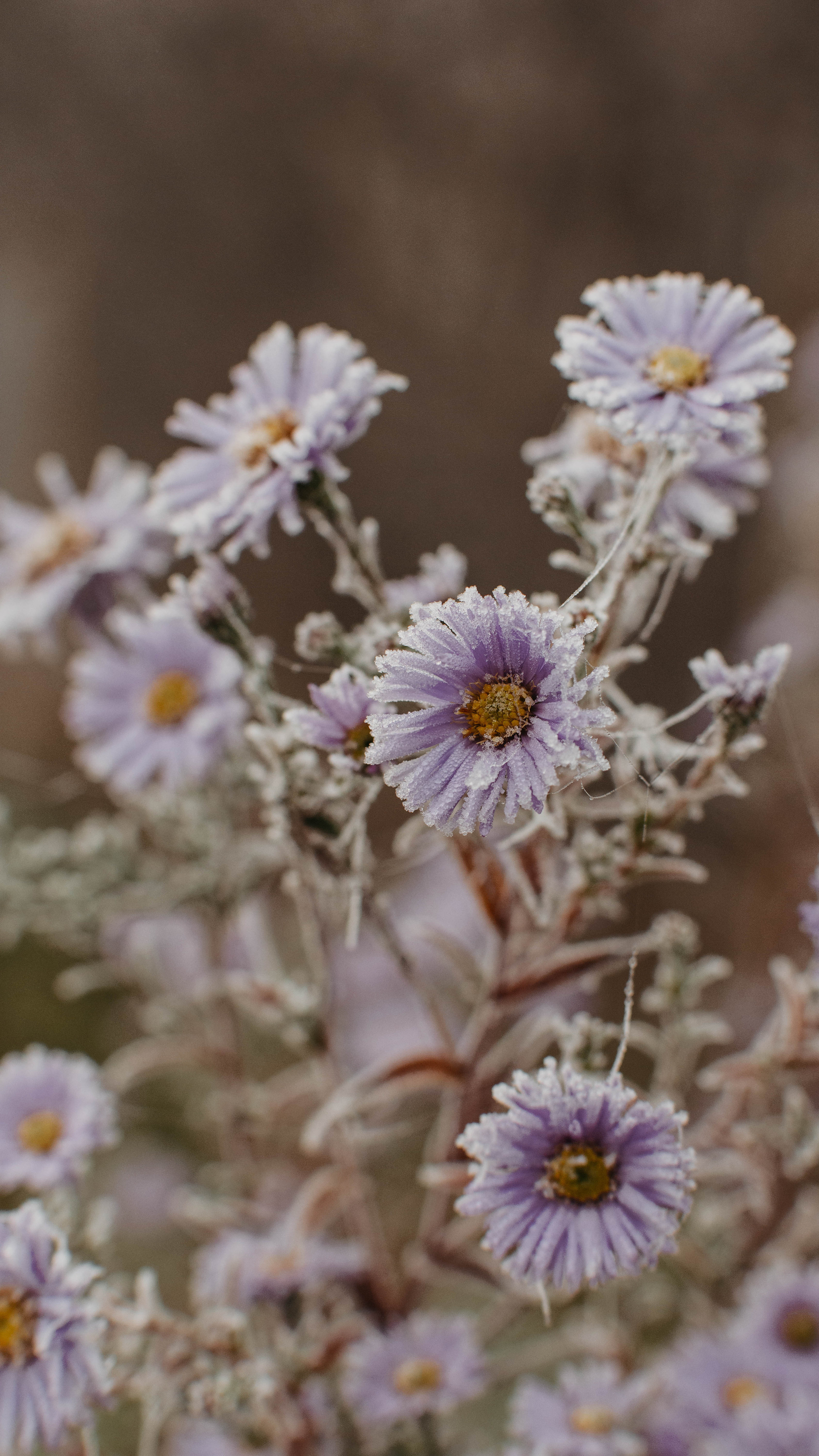 Обои на телефон. Семейный и детский фотограф в Москве