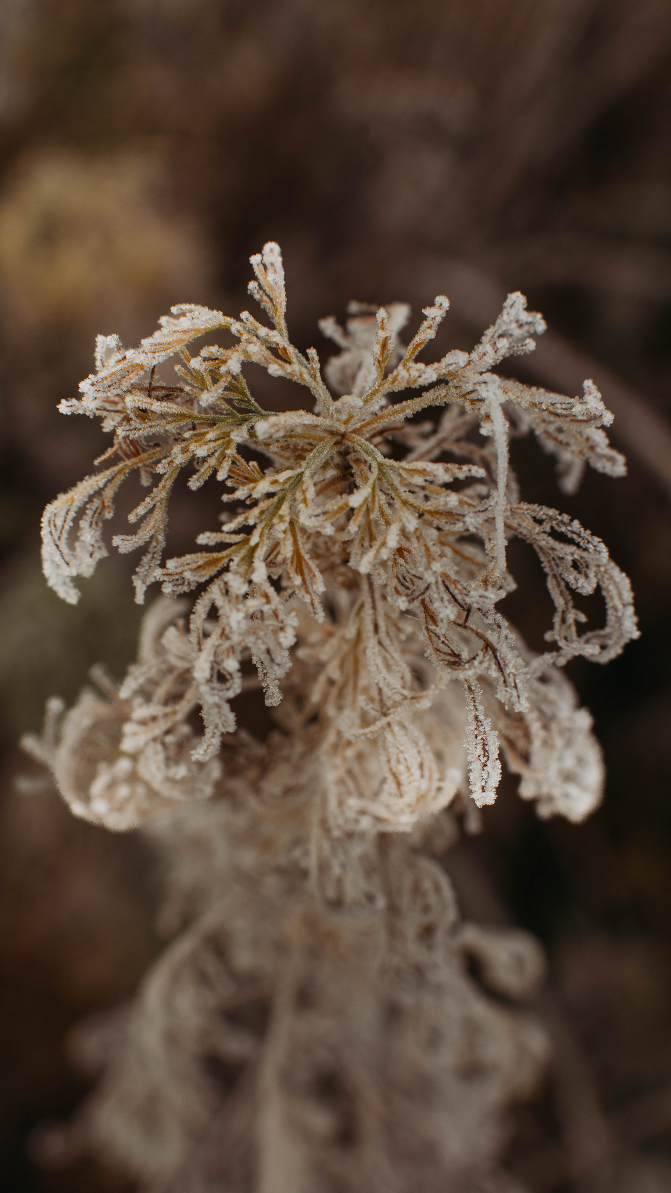 Обои на телефон. Семейный и детский фотограф в Москве