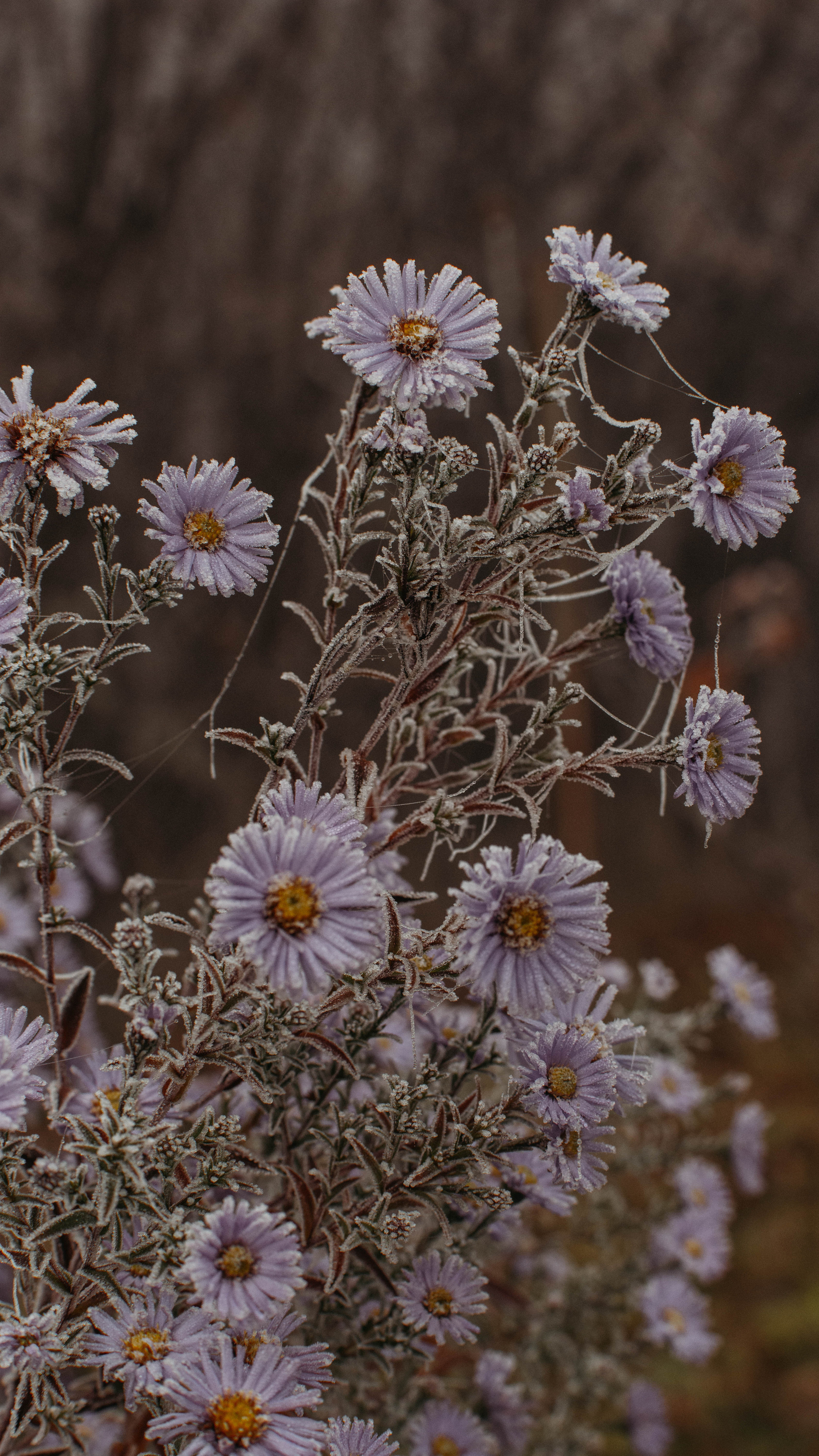 Обои на телефон. Семейный и детский фотограф в Москве