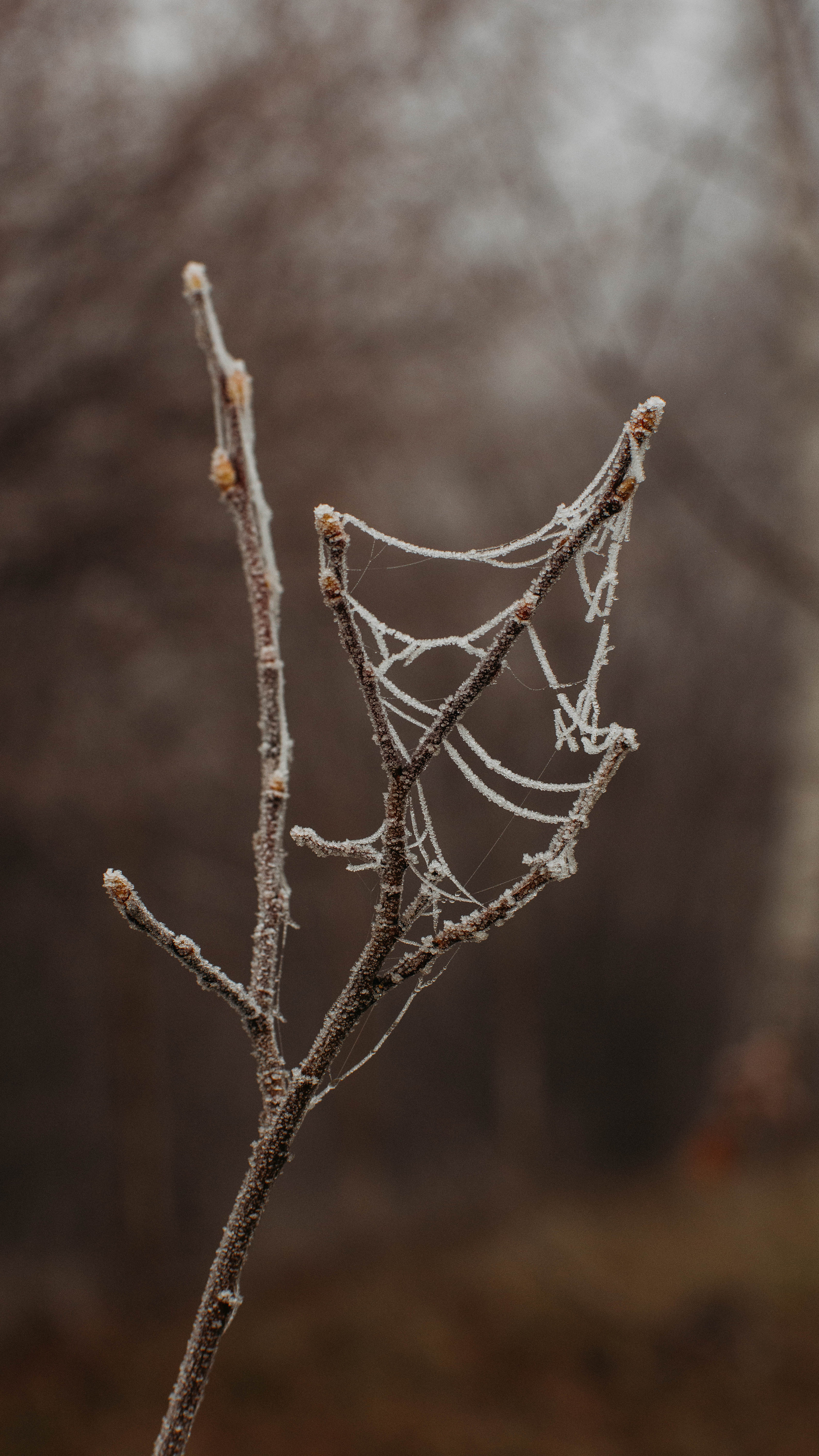Обои на телефон. Семейный и детский фотограф в Москве