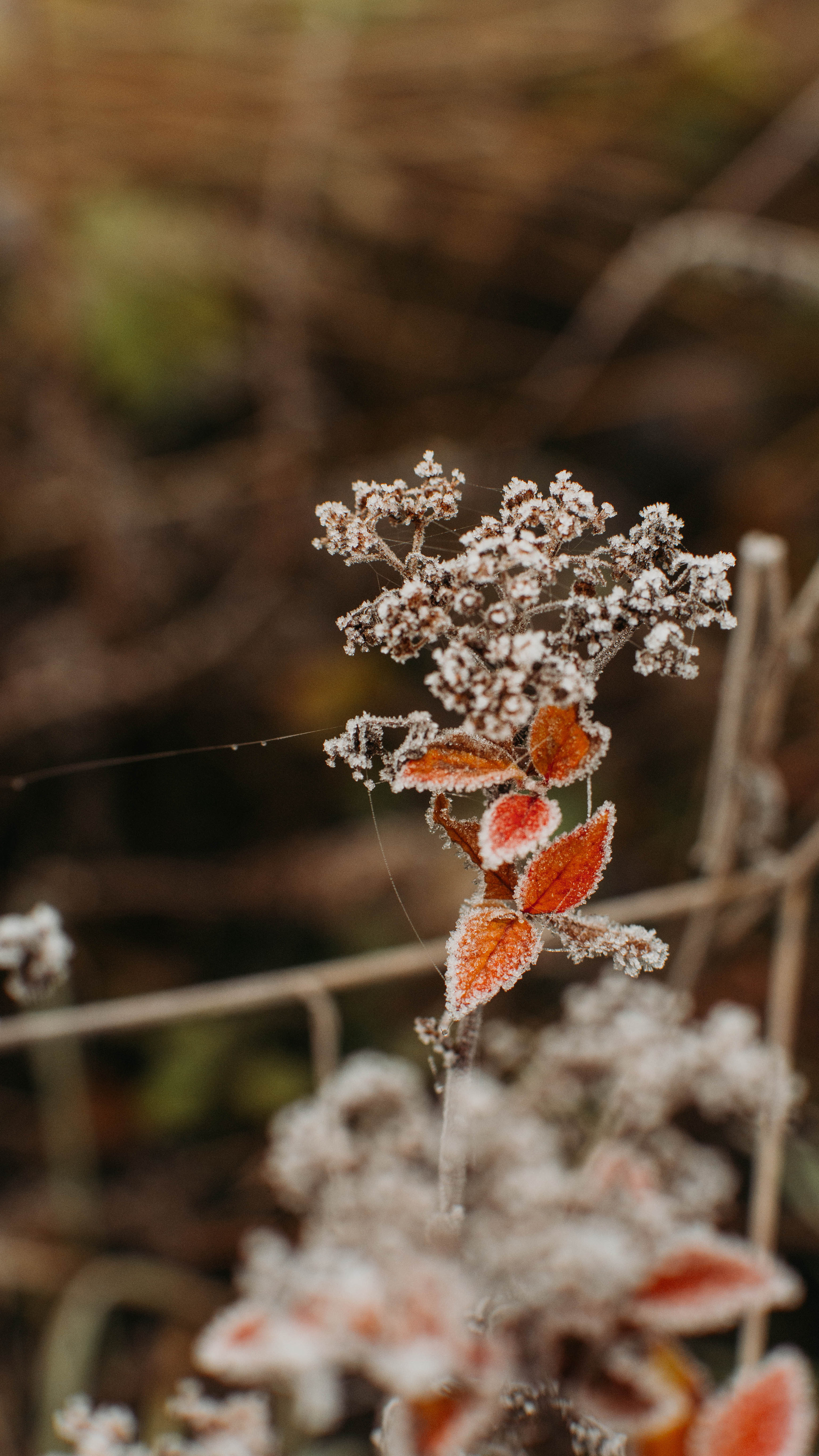Обои на телефон. Семейный и детский фотограф в Москве
