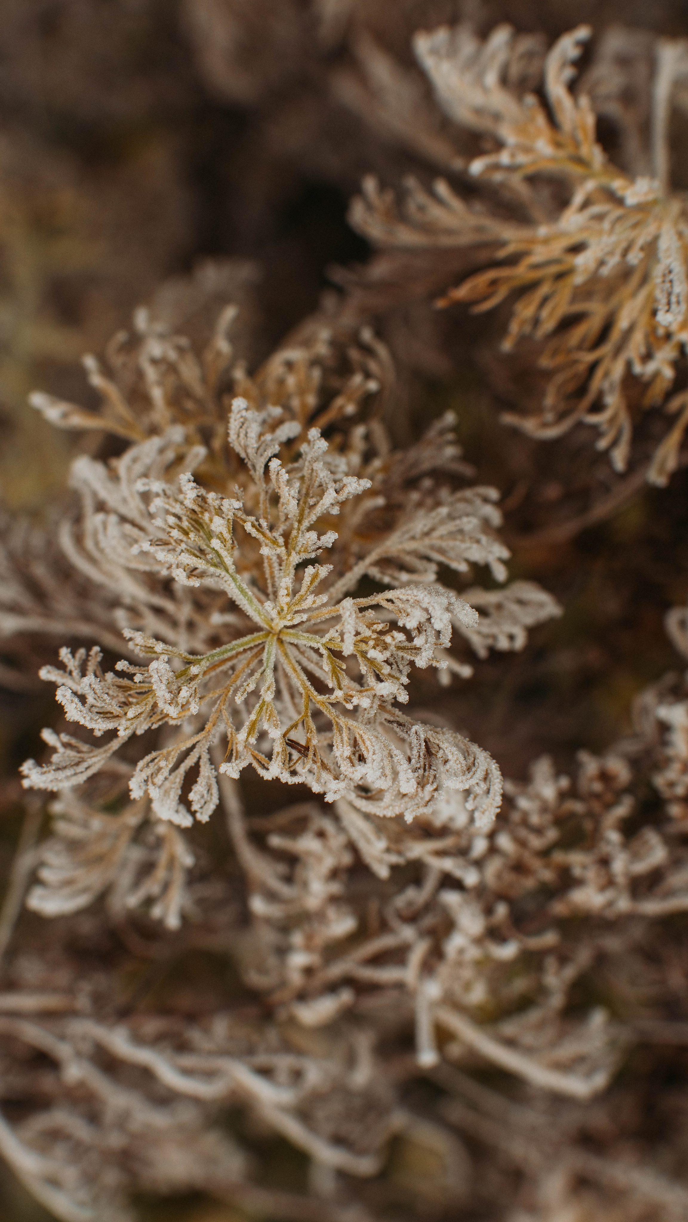 Обои на телефон. Семейный и детский фотограф в Москве