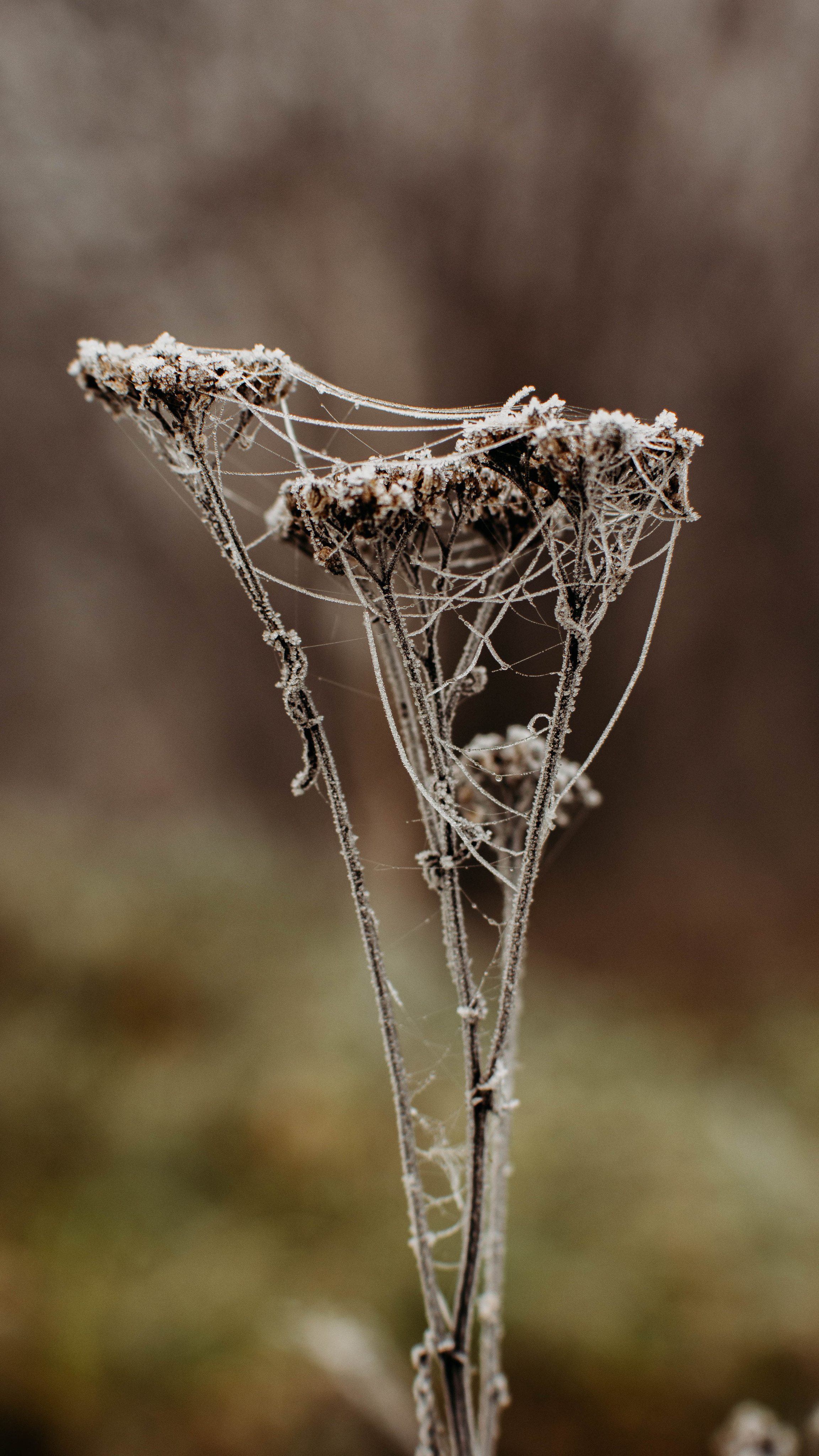 Обои на телефон. Семейный и детский фотограф в Москве