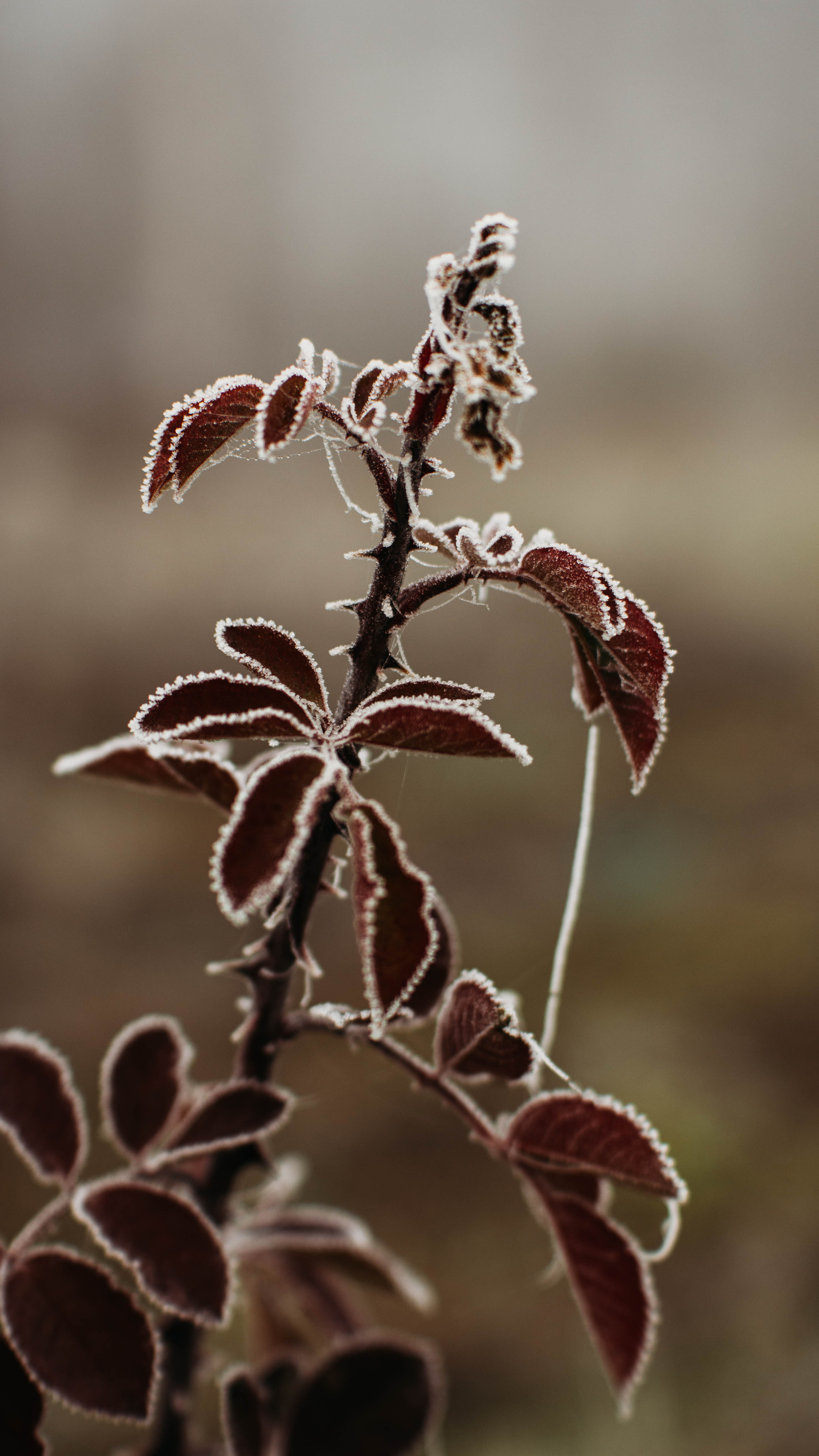 Обои на телефон. Семейный и детский фотограф в Москве