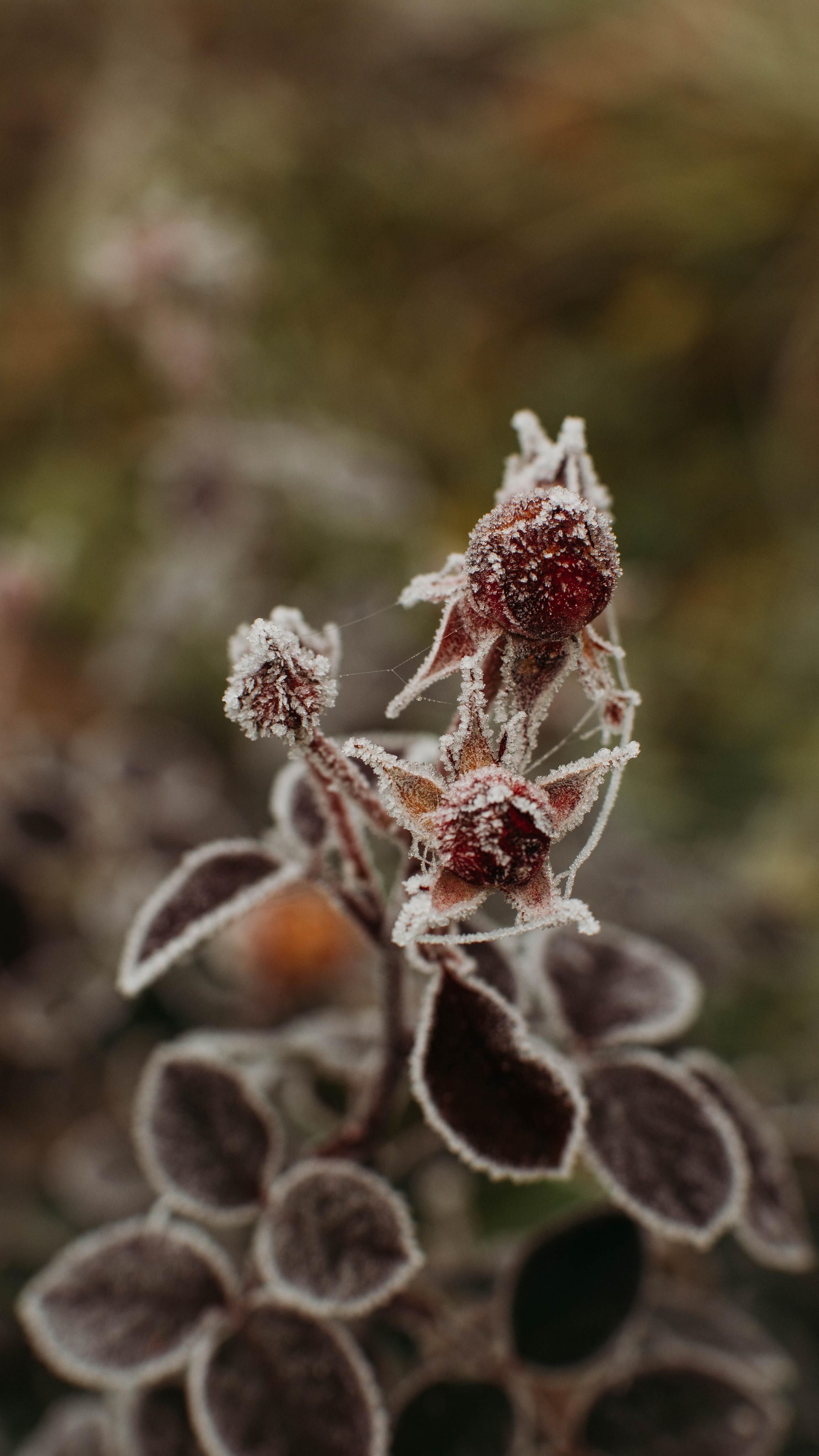 Обои на телефон. Семейный и детский фотограф в Москве