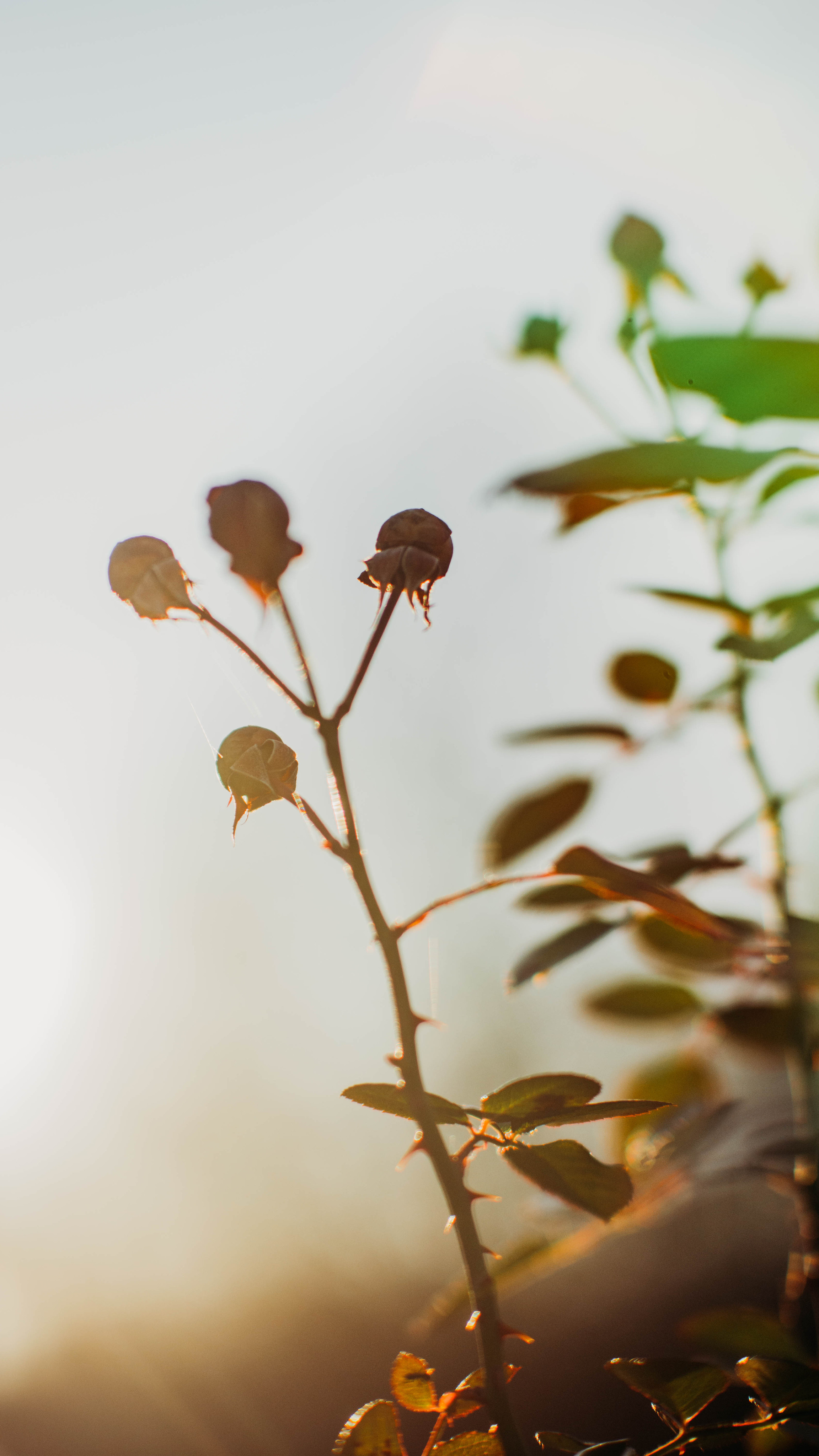 Обои на телефон. Семейный и детский фотограф в Москве