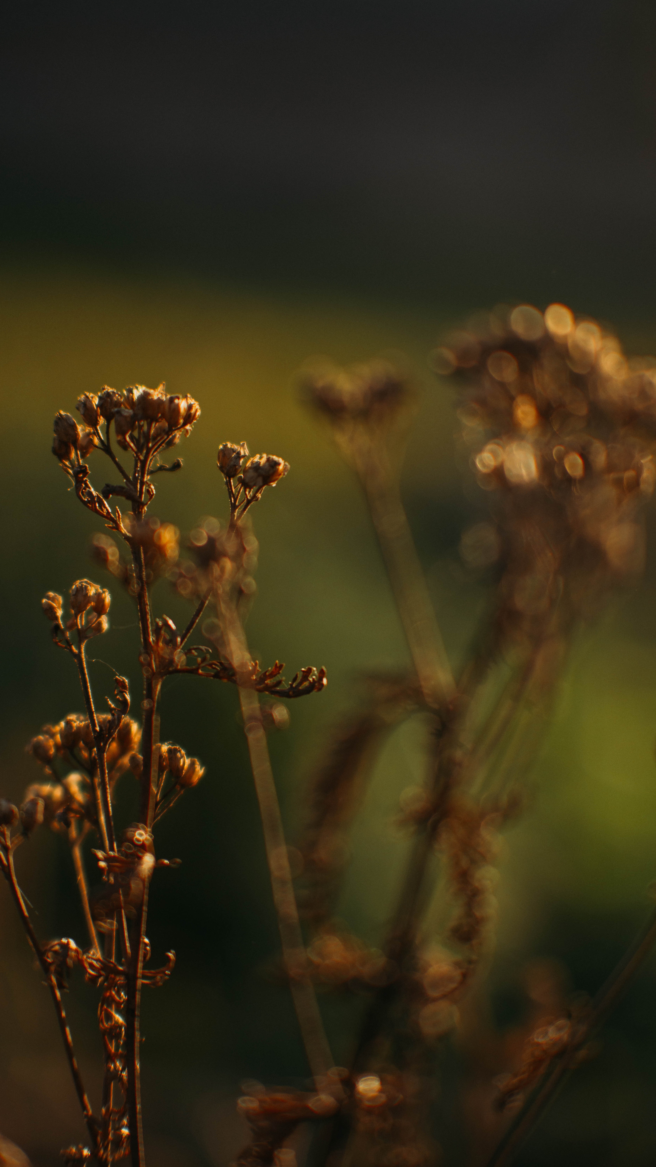 Обои на телефон. Семейный и детский фотограф в Москве