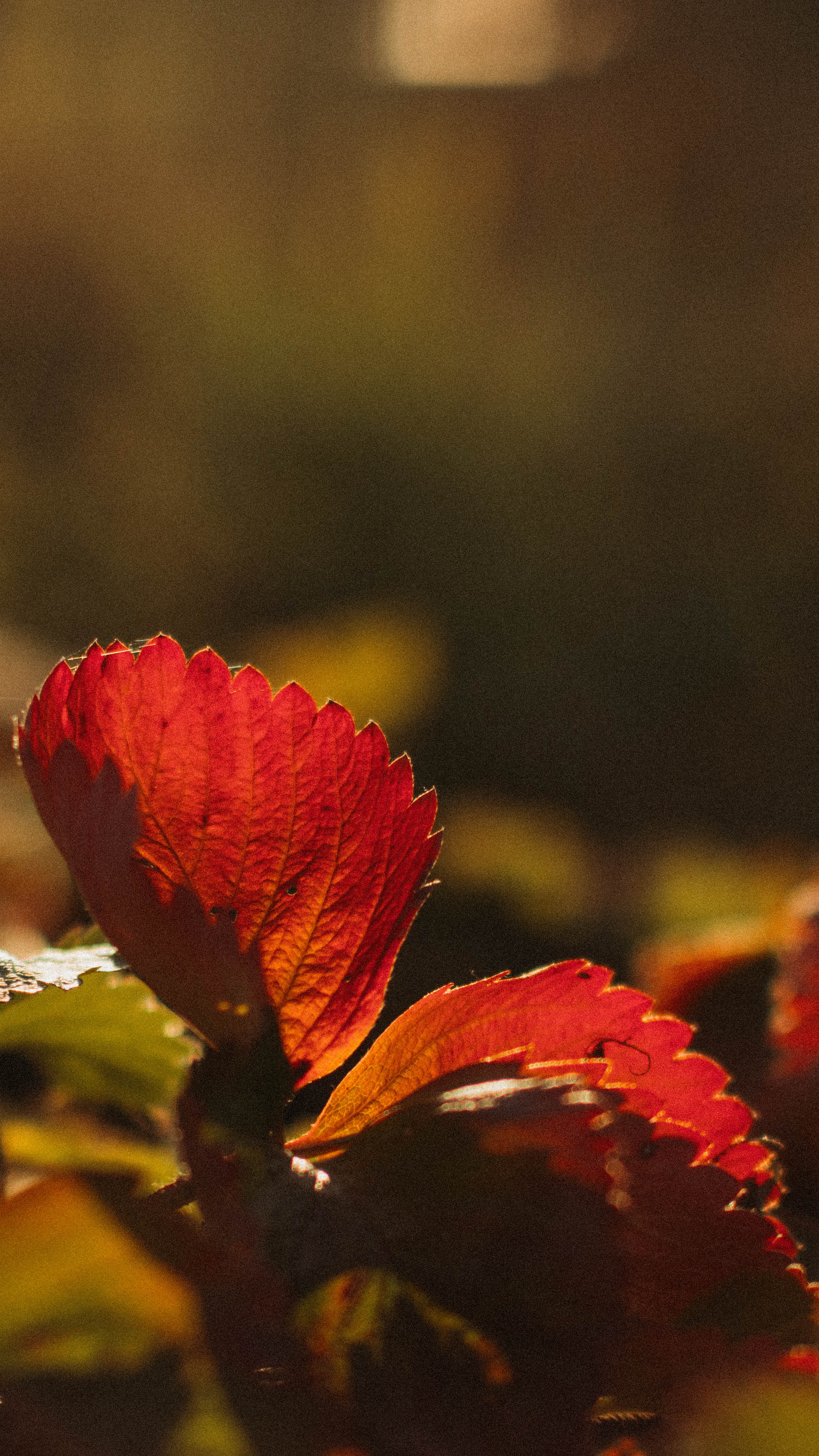 Обои на телефон. Семейный и детский фотограф в Москве