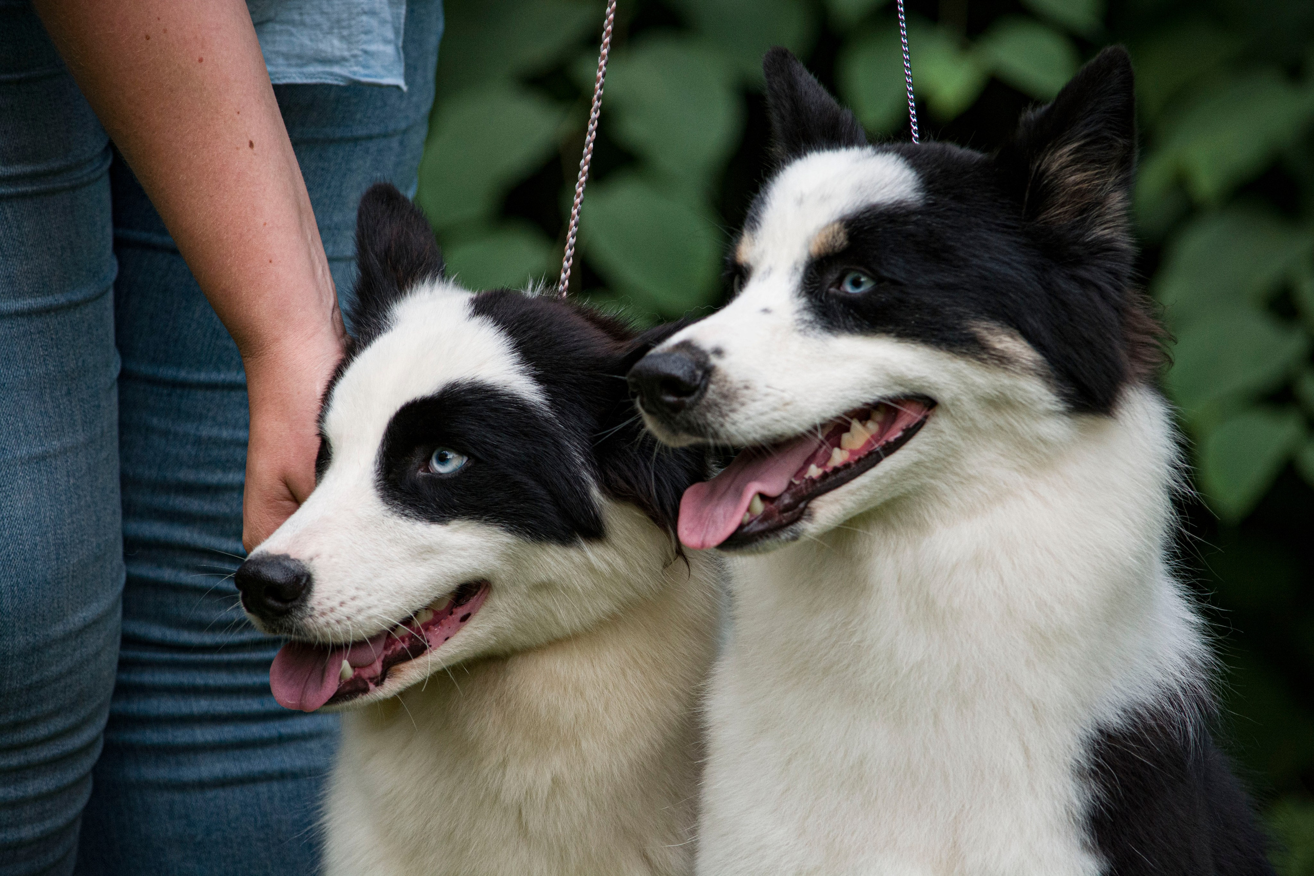 Animals. Фотограф Евгения Саботаж в г. Москва