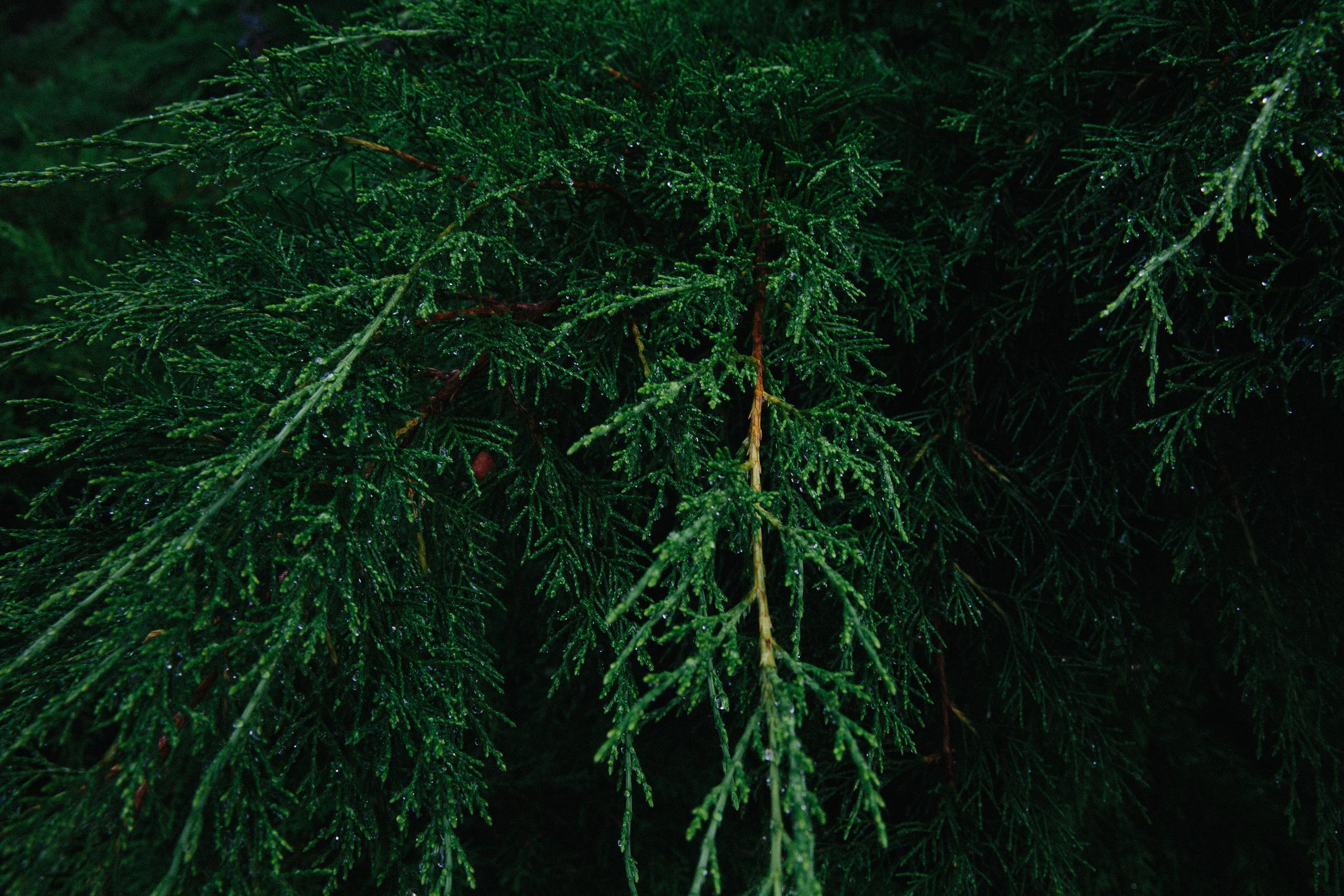 Милаша. 1 год рождения. Александр Чернин. Семейный и событийный фотограф