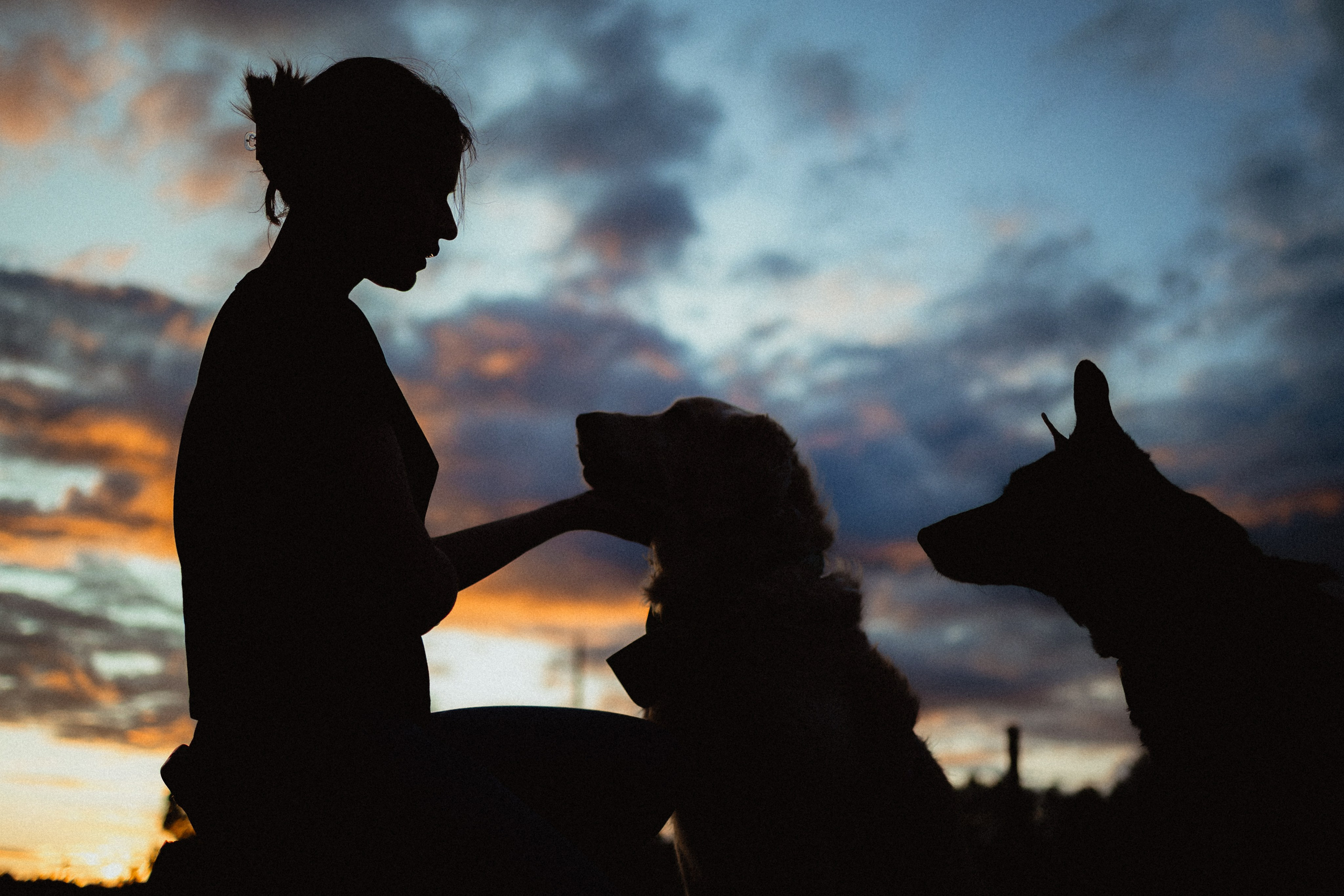 Выездной дог-тренинг от школы «Шерсть имею»