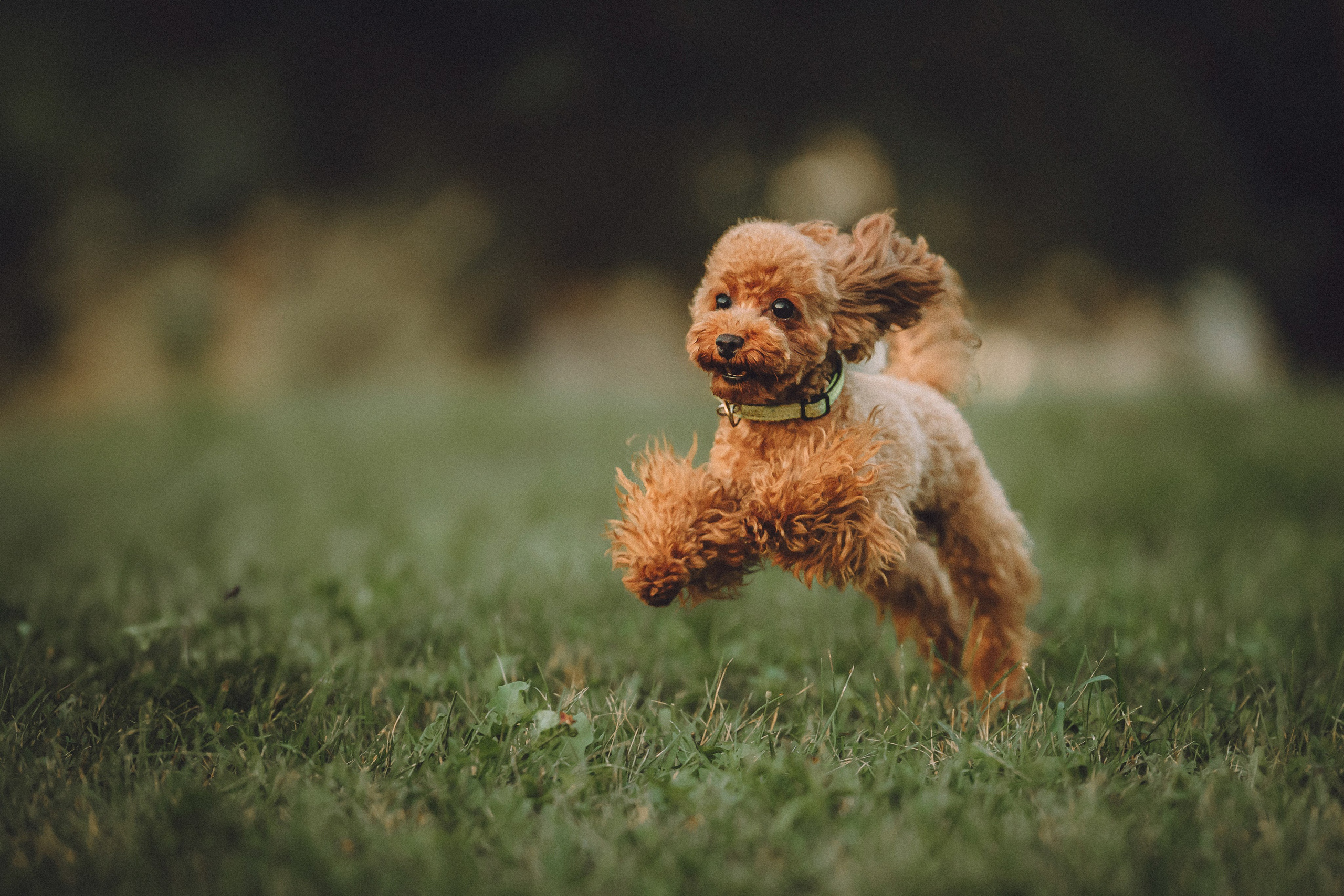 Гречка, Кари и щенки