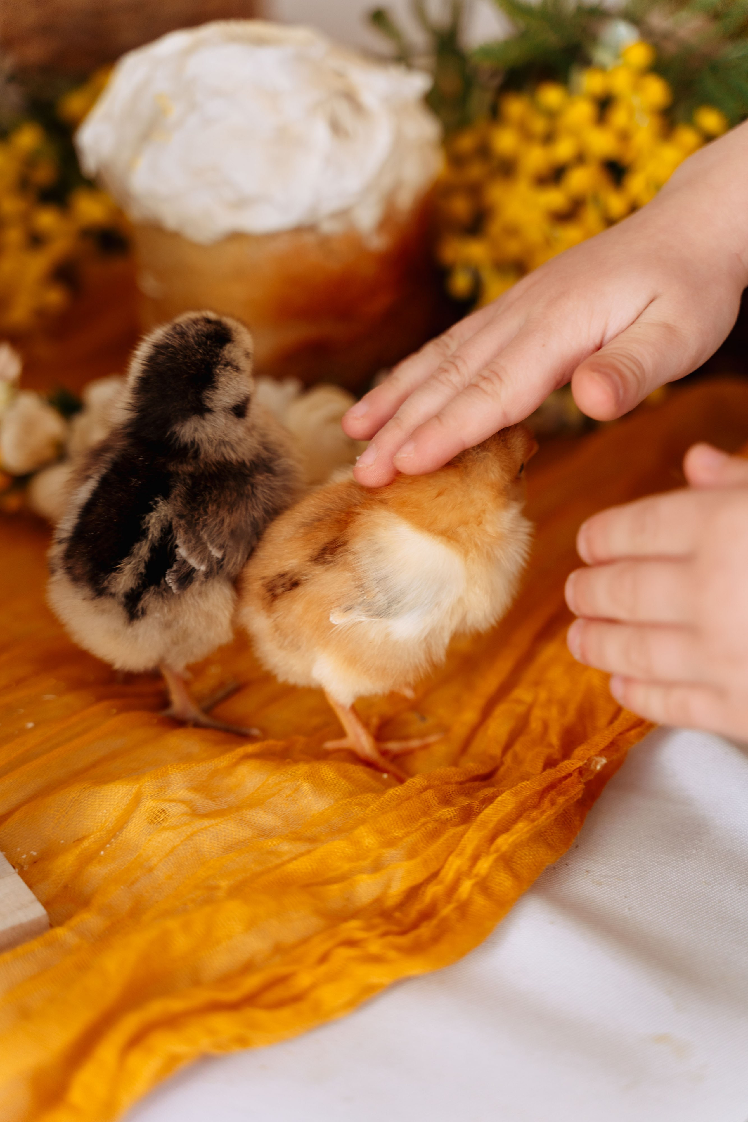 Пасха. Семейный фотограф Новочеркасск