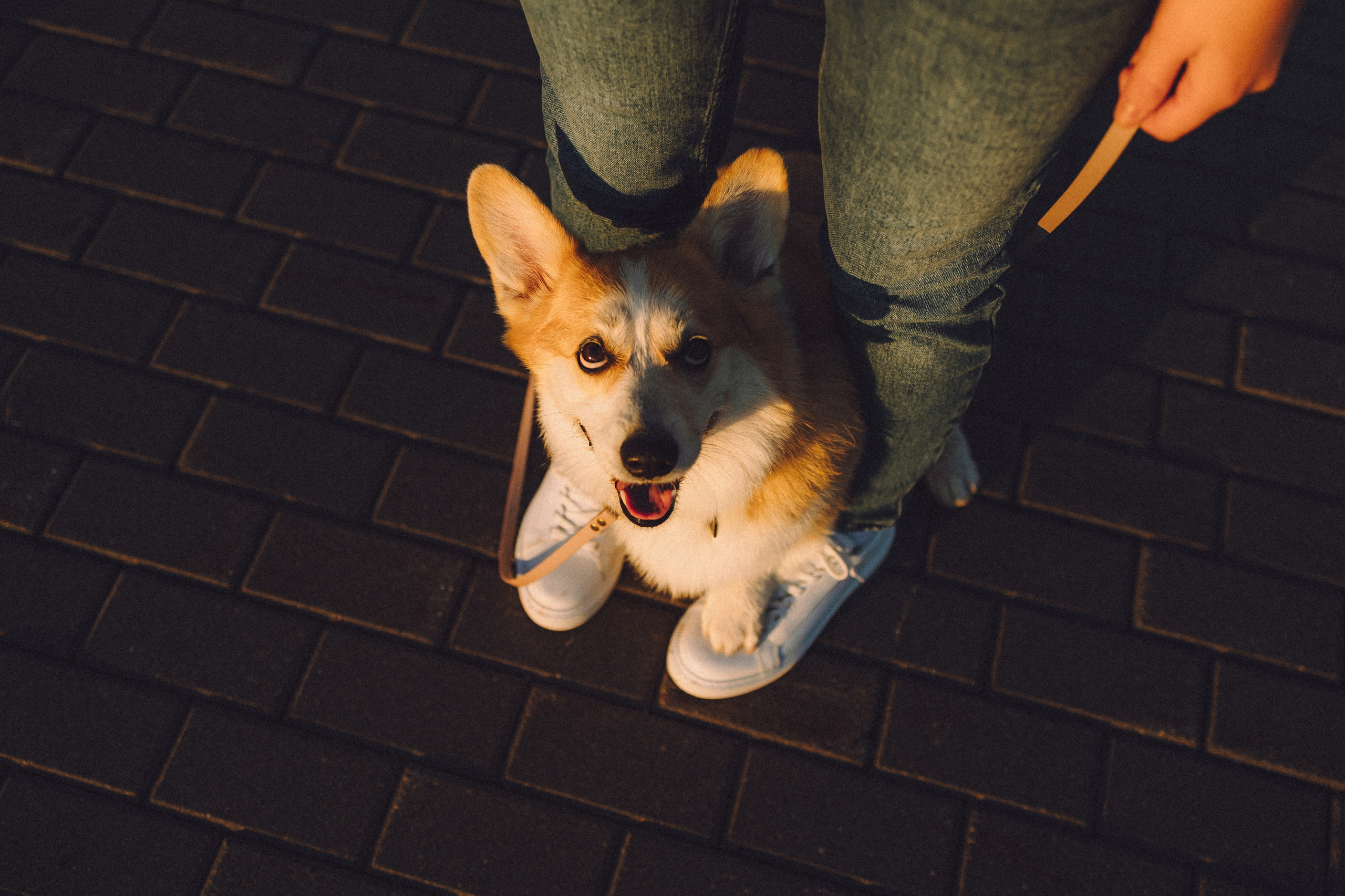 Пуговка и ее семья