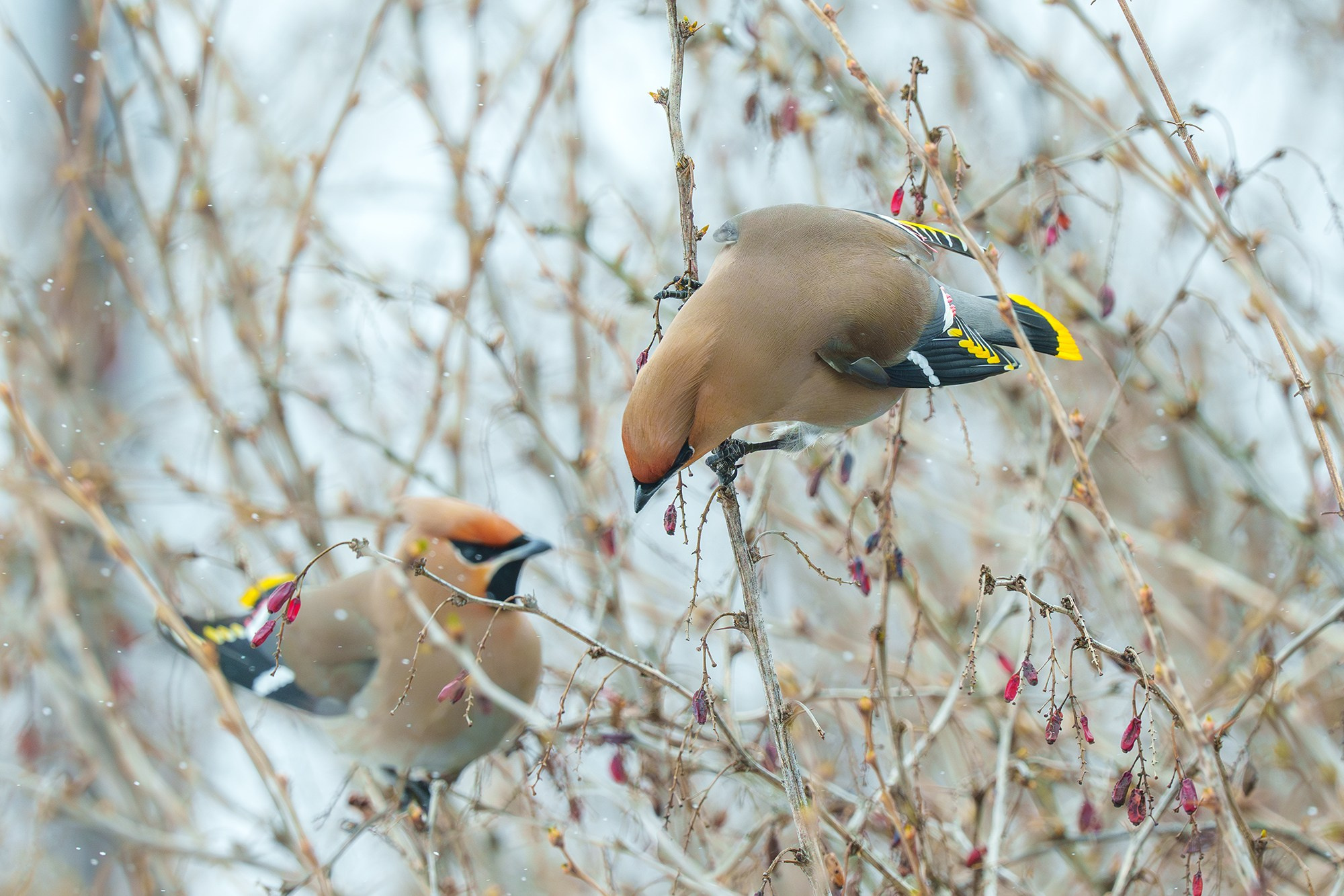 Удивительные мир птиц. Вокруг нас столько прекрасного — присмотритесь!. Ваш личный фотограф Марина Волкова