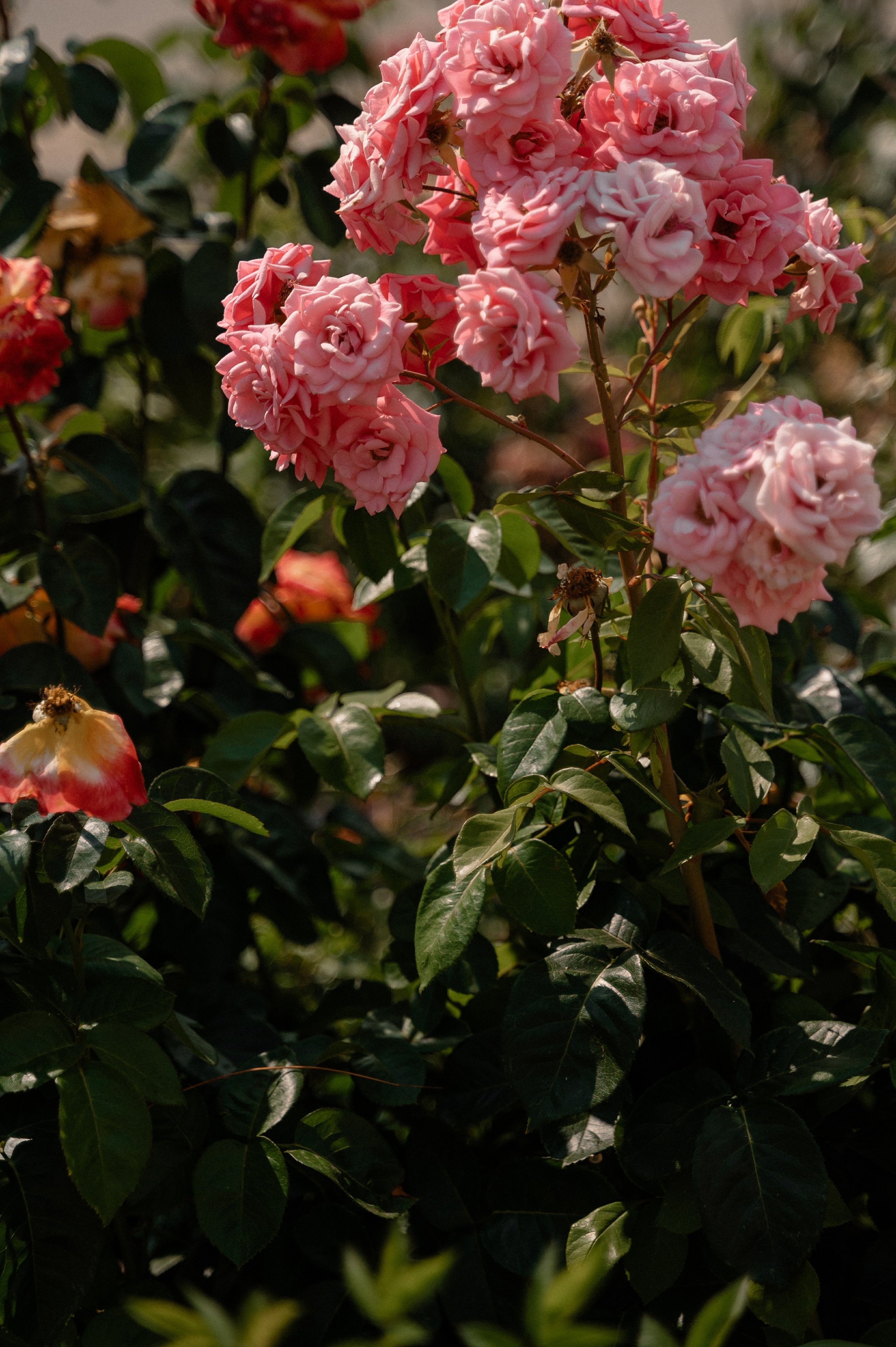 Анонсы съемок. Свадебный и семейный фотограф в Чебоксарах Ирина Левнер