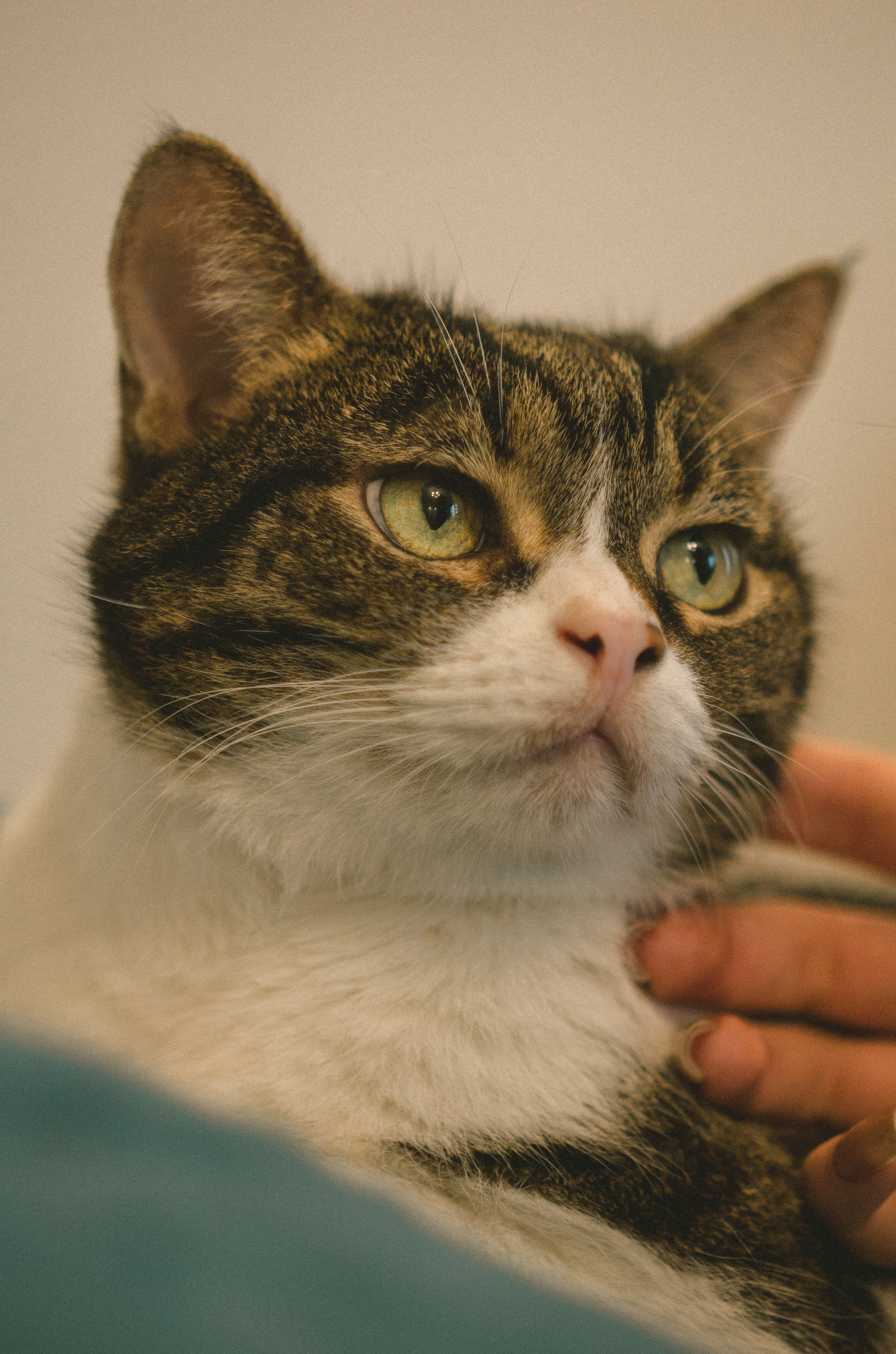 Животные. Varezhka photo | фотограф для души