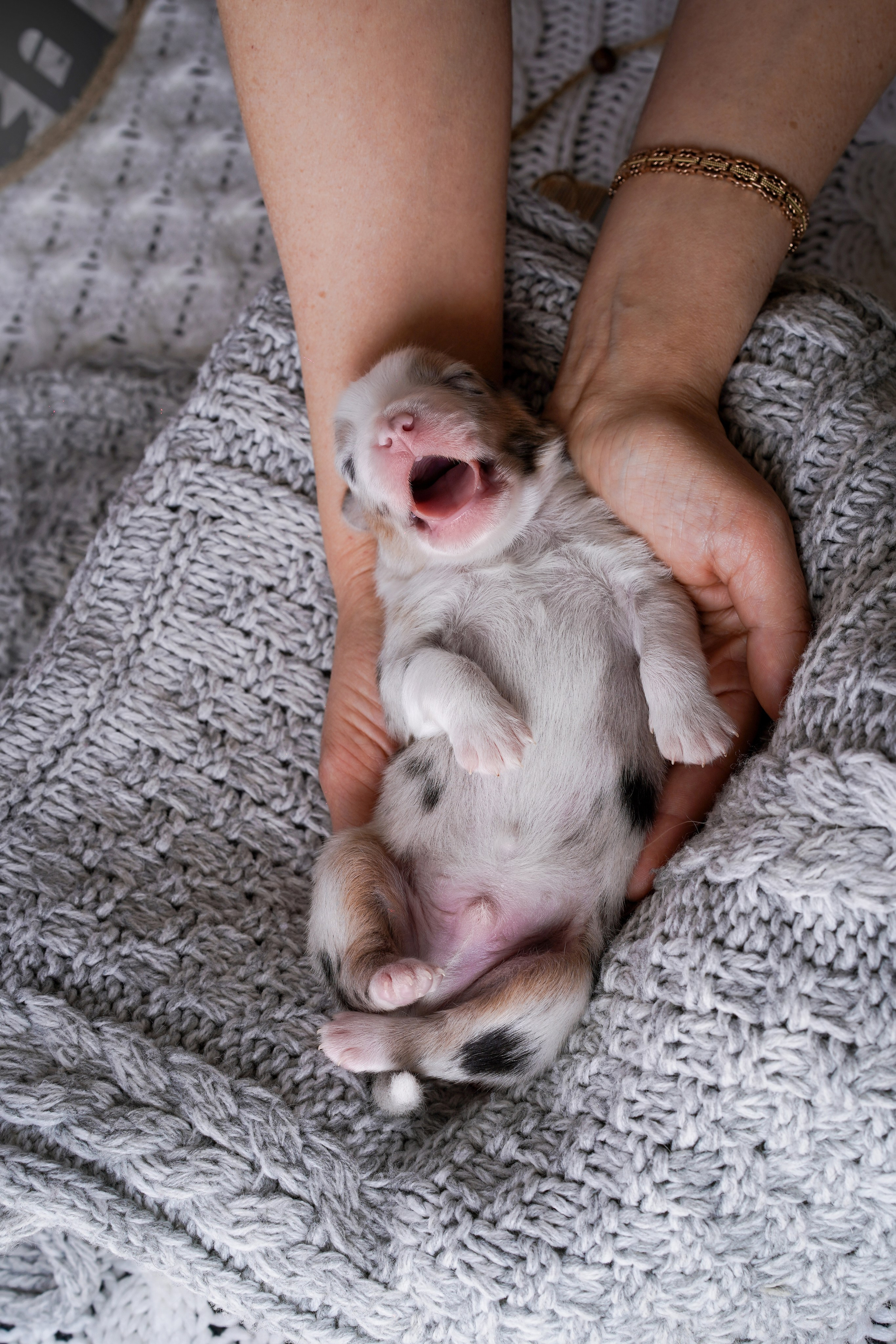 Щенки австралийской овчарки. Фотограф-анималист в Санкт-Петербурге Яна Мартынова