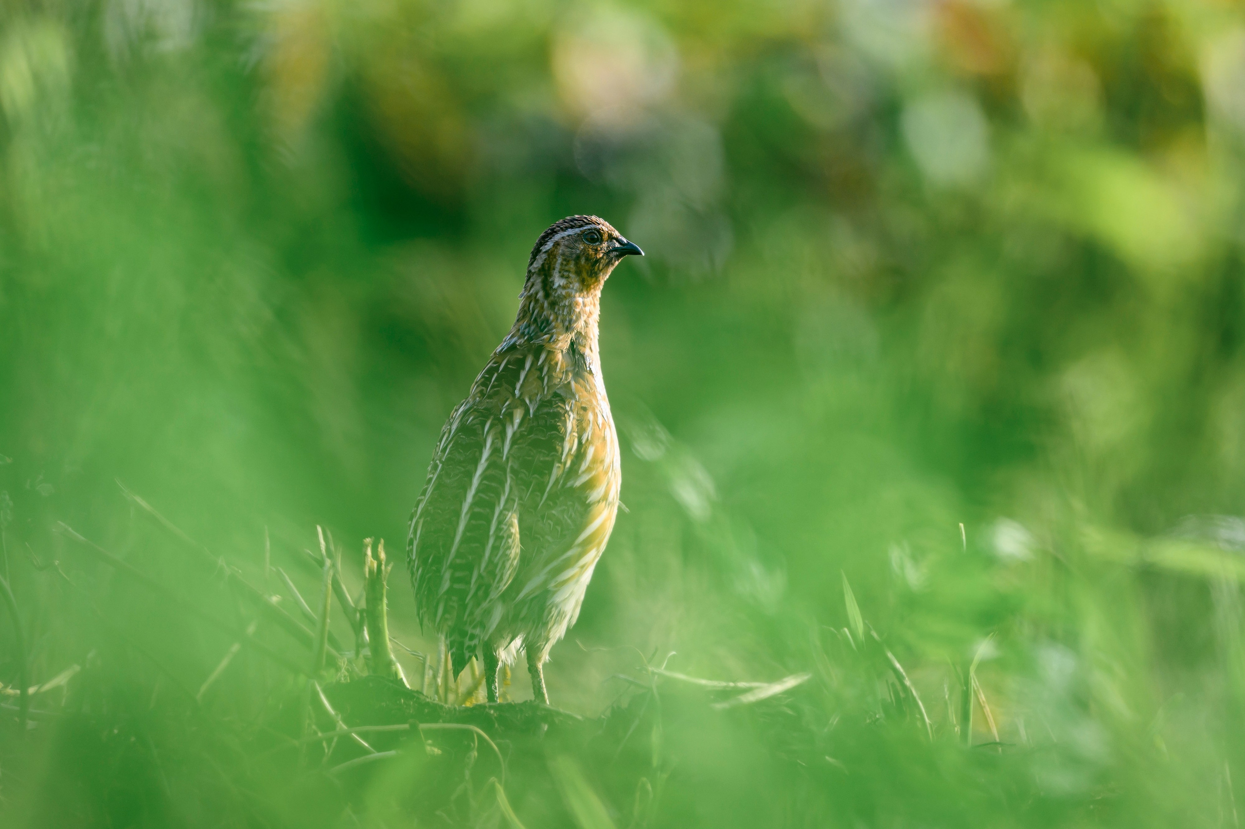 Перепела и коростель. Фотограф Сергей Пупонин