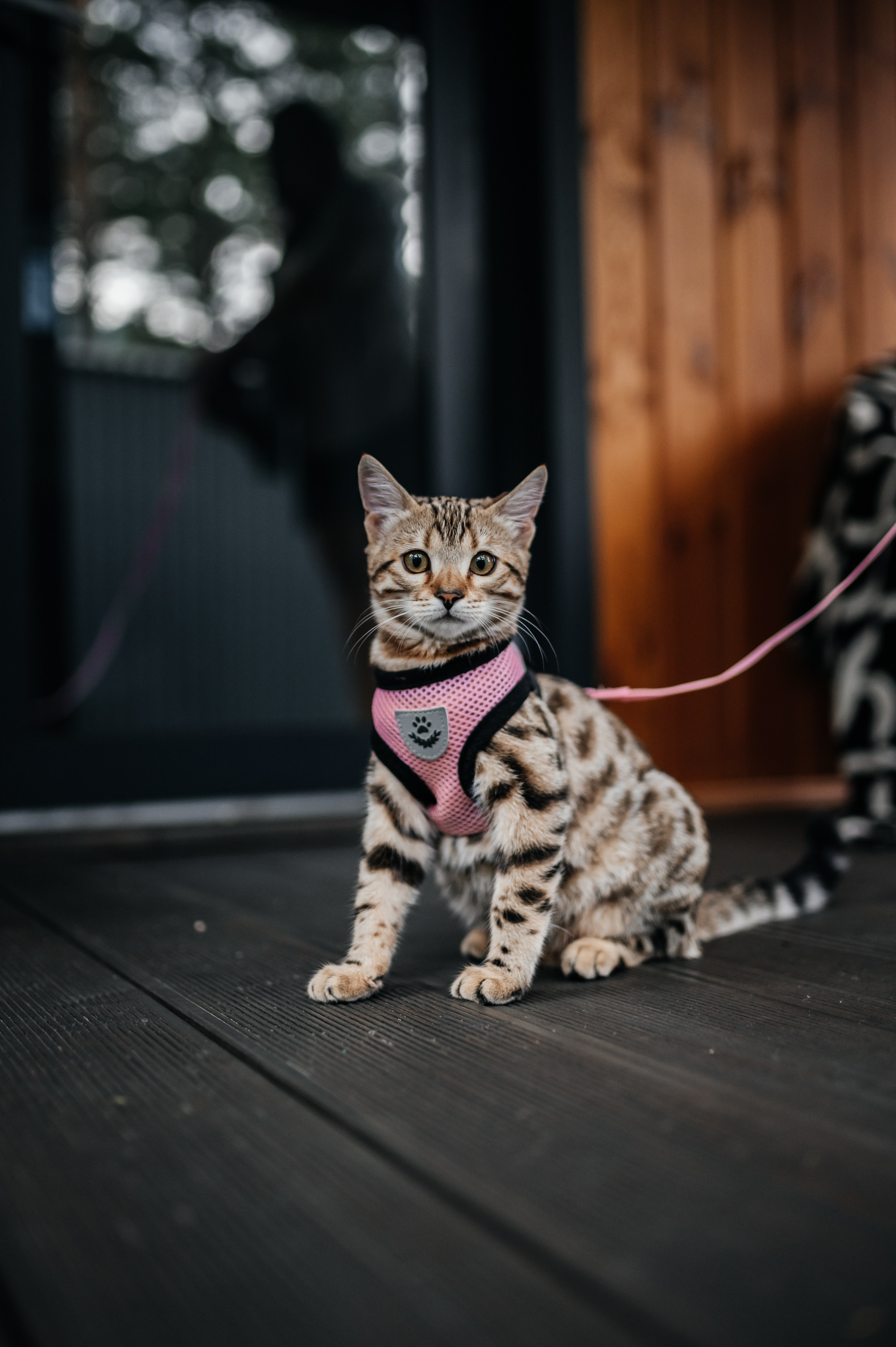 База отдыха «Лайм». Свадебная  съемка на Алтае