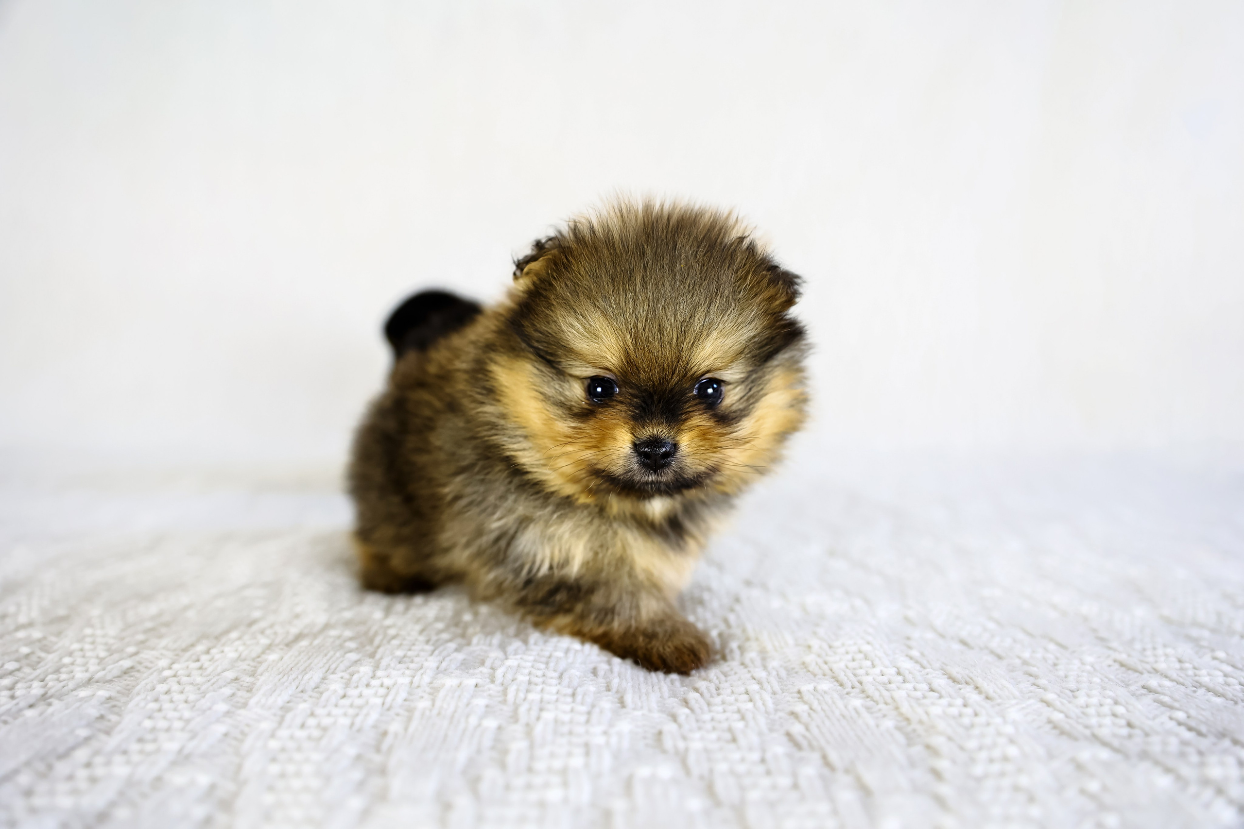 Фотосессия щенков шпицев. Фотограф — Татьяна Кириллова, г. Санкт-Петербург