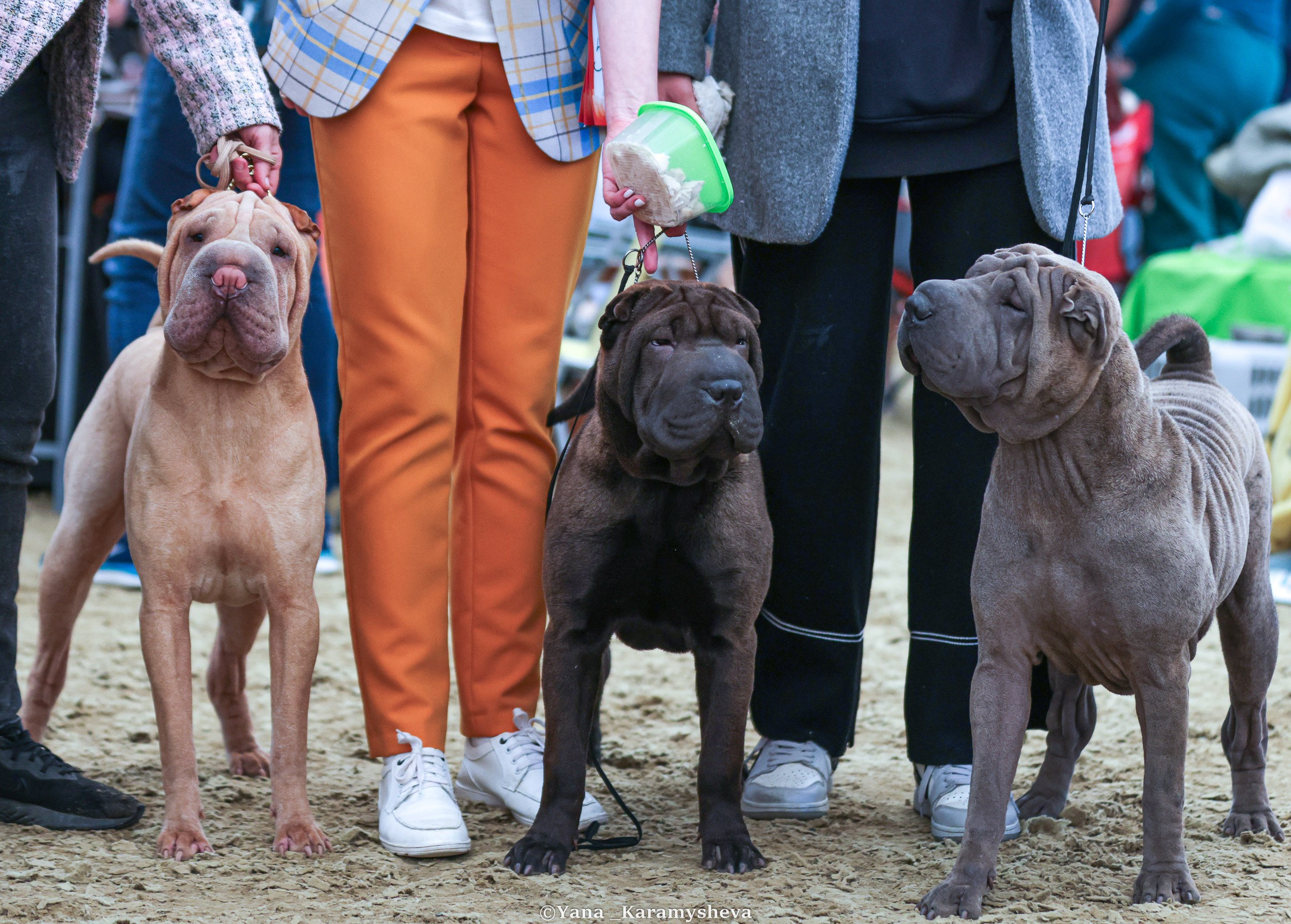 Экстерьерная, ринговая. Yana Karamysheva Animal Photo