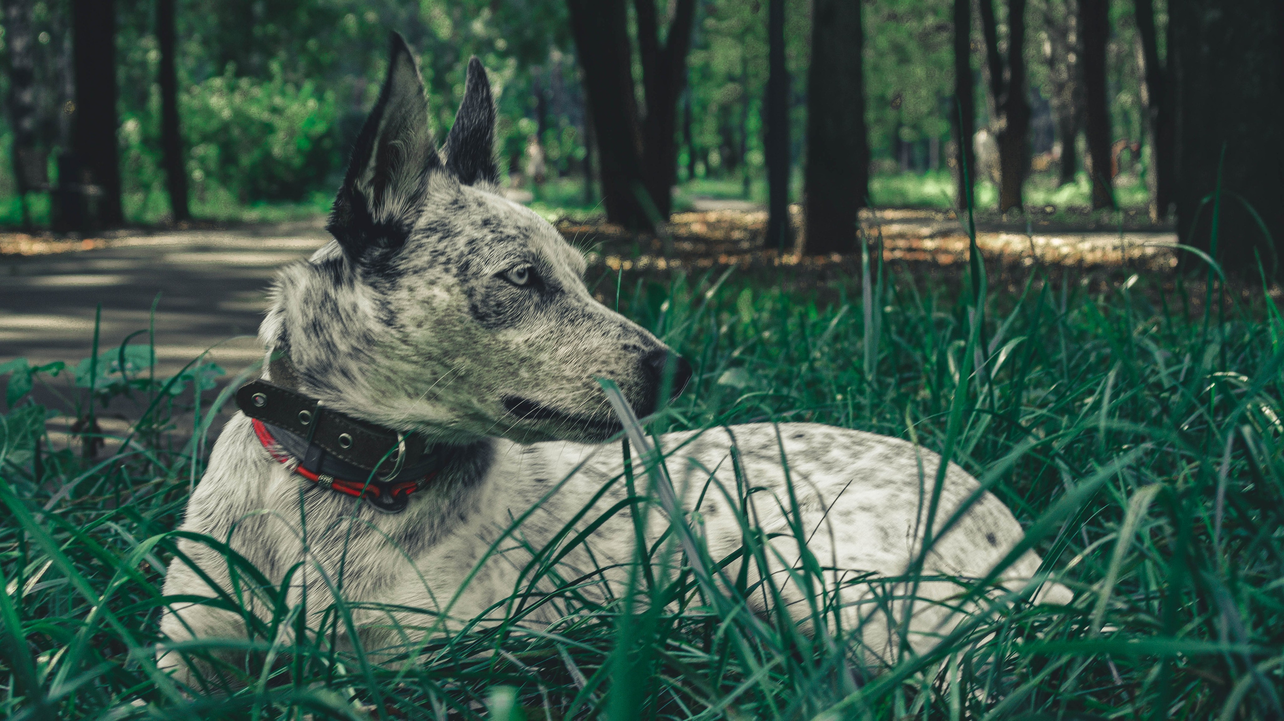 Цунами. Профессиональный фотограф