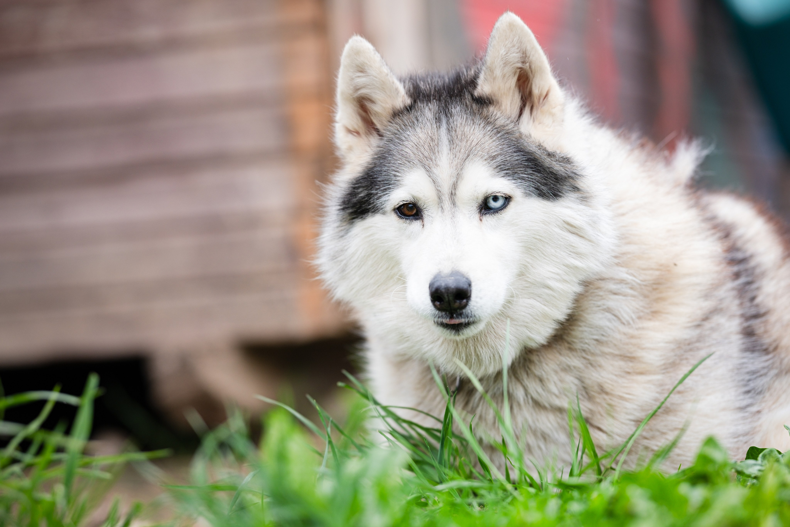 Приют Хаски. KRUTOVA_фотографирую жизнь