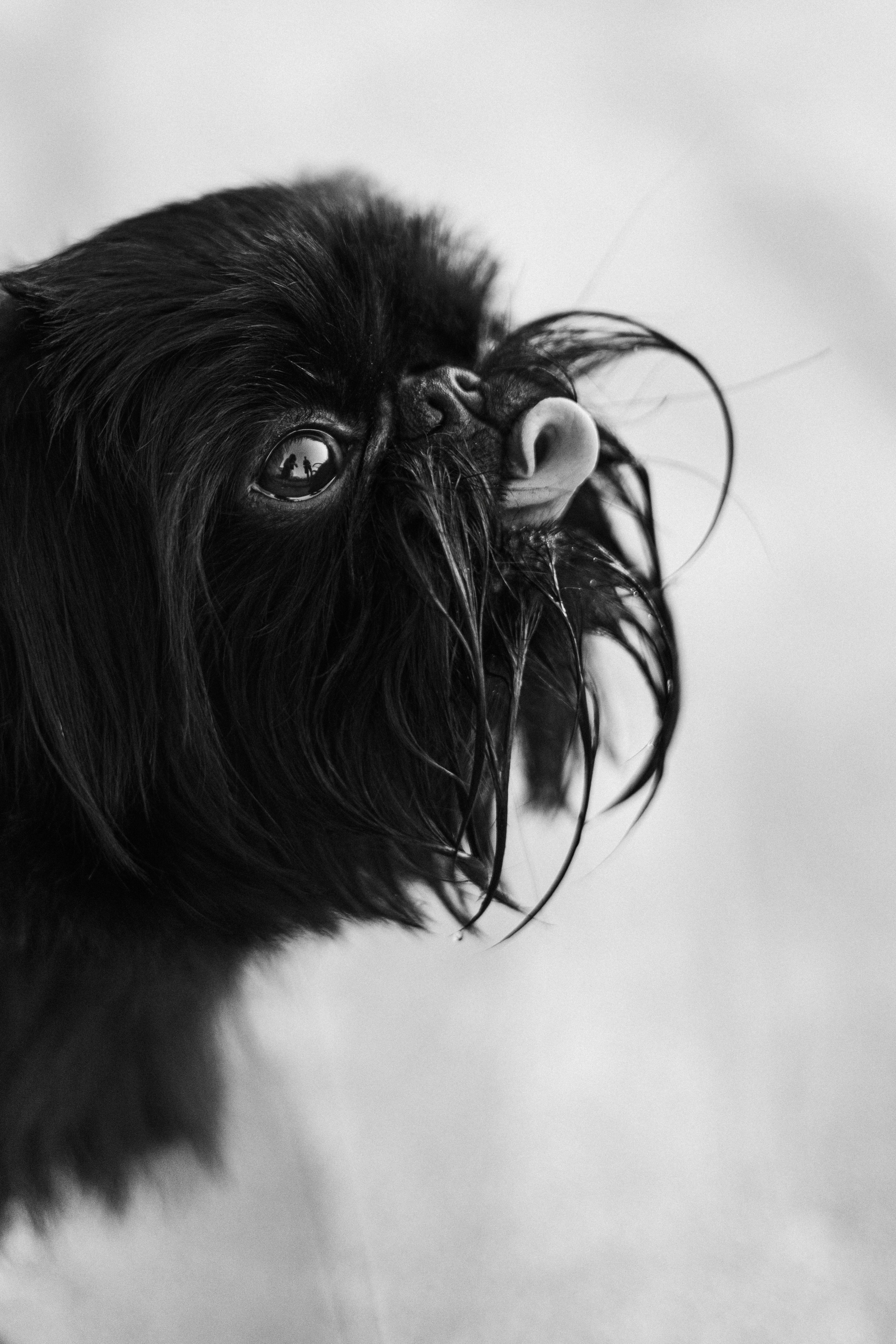 Ася и Кузя. Фотограф анималист Осипчикова Мария