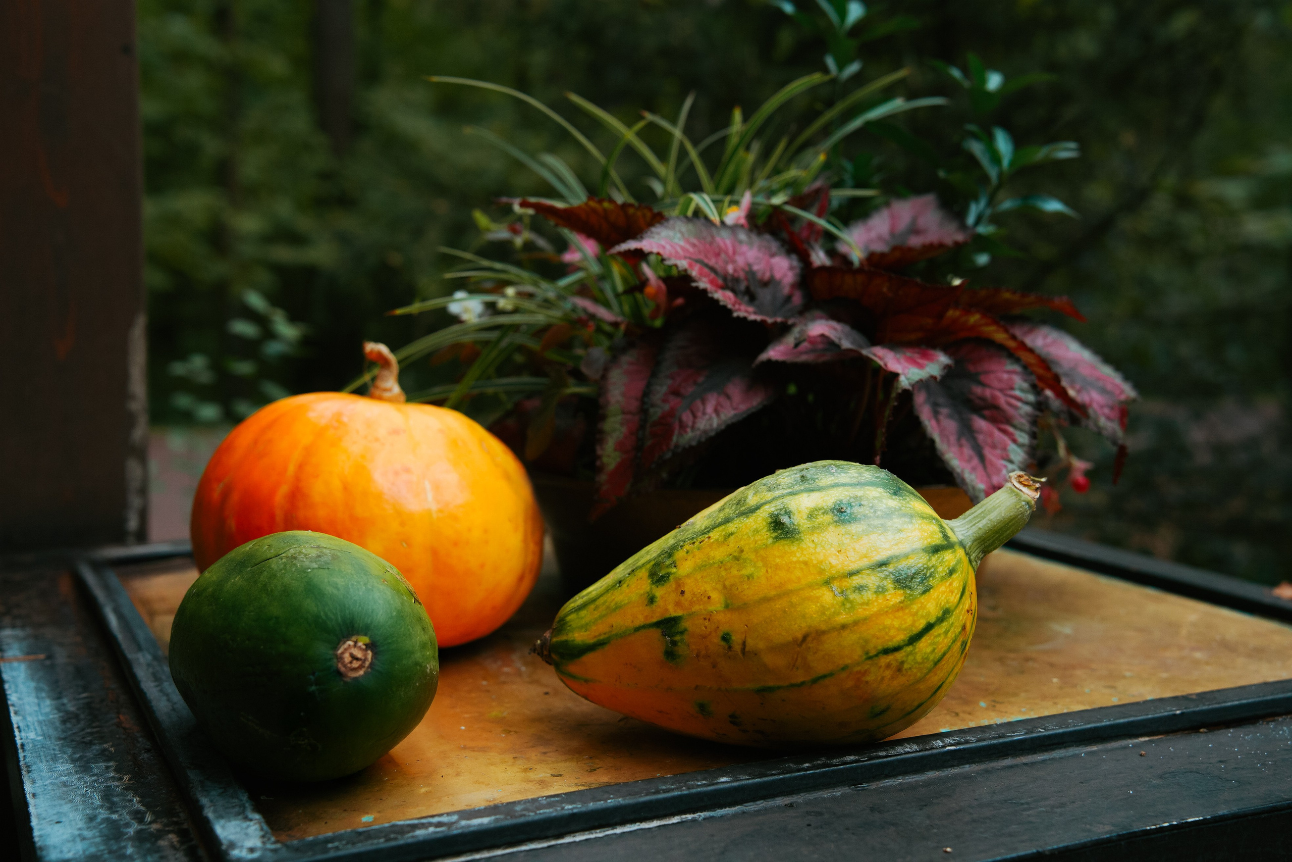 Осень 2025. Фотограф из Москвы — DASHA NOVA | Авторская фотография в разных жанрах