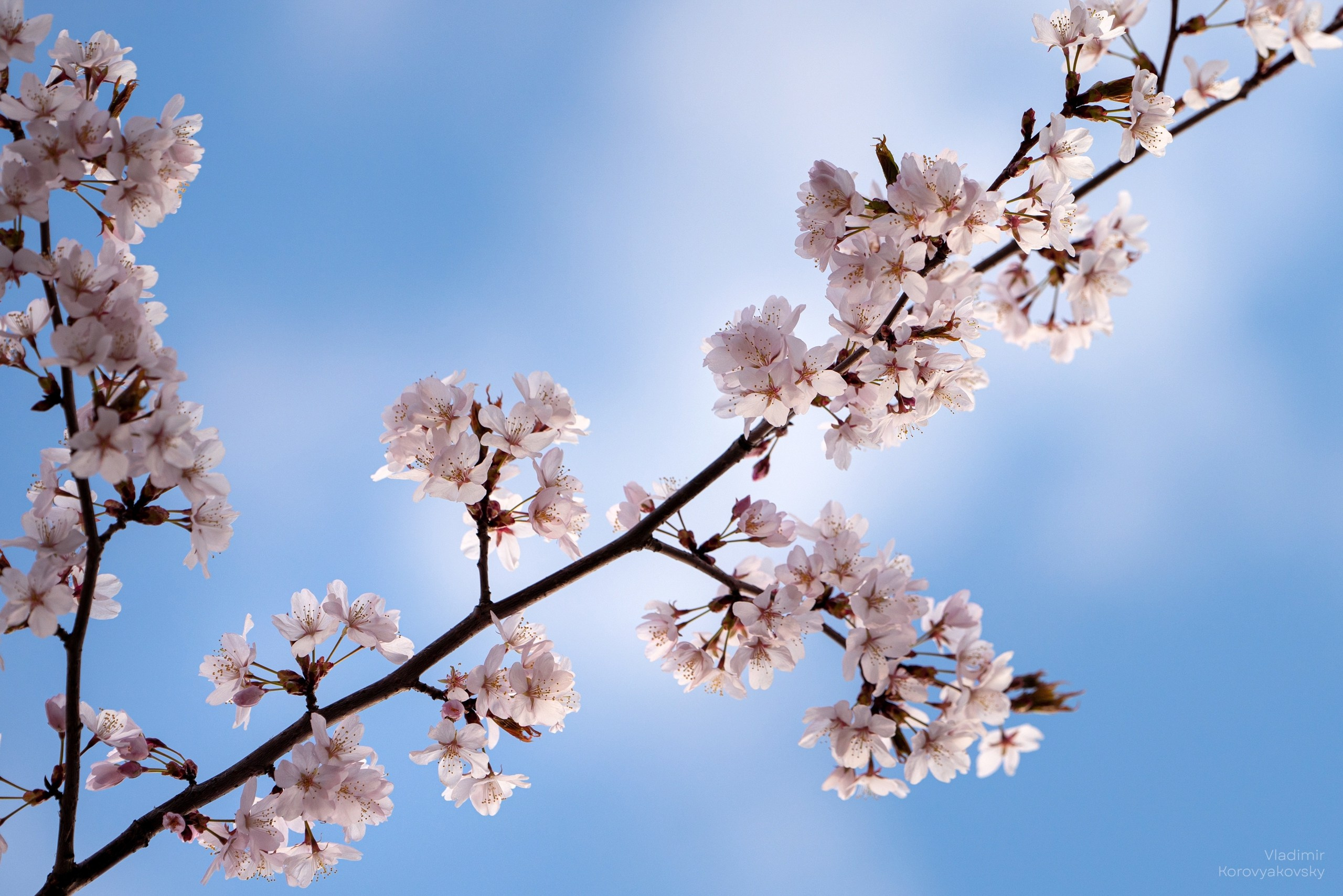 Природа. Фотограф Владимир Коровяковский