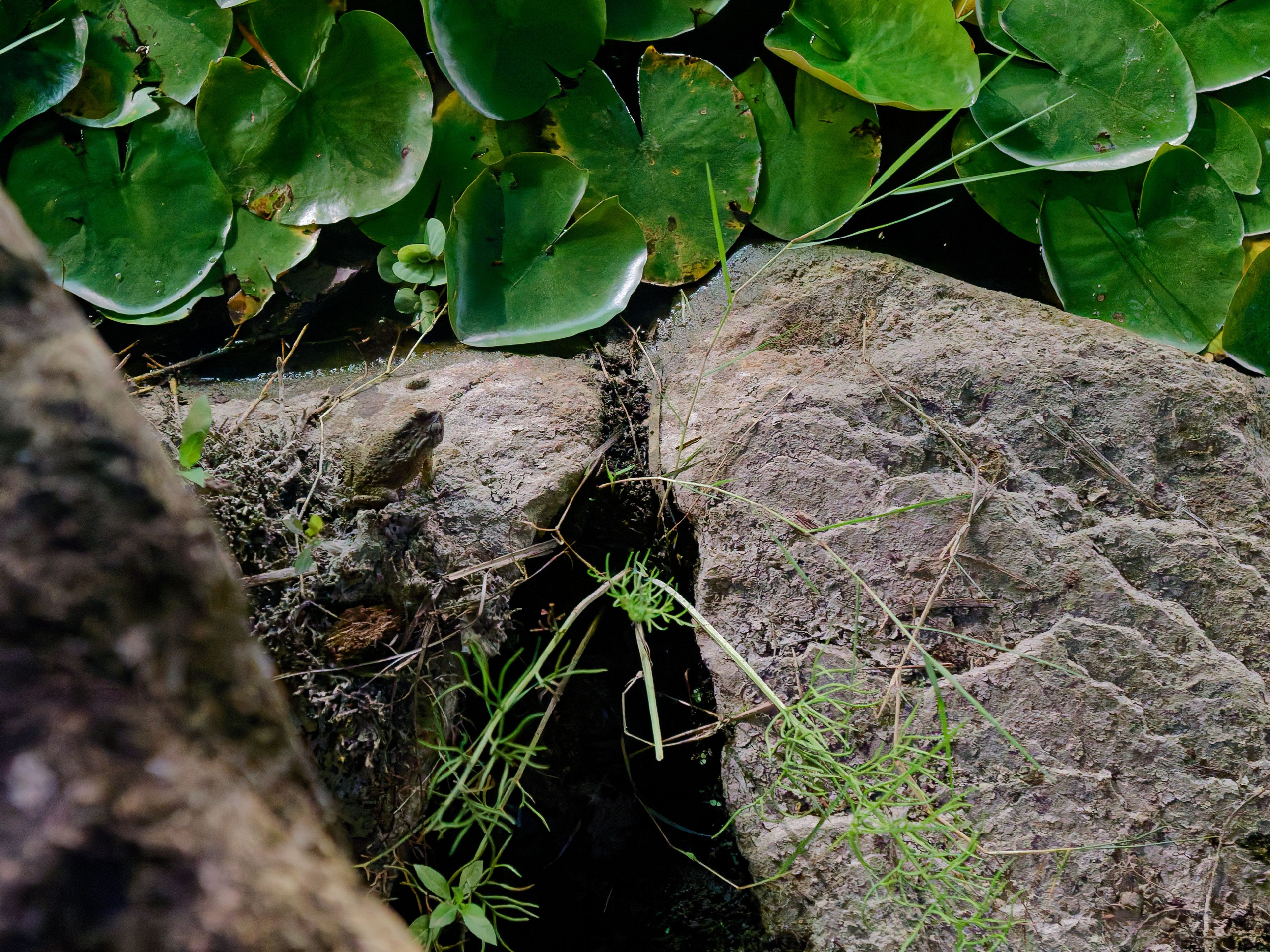 Хайнань 2026, прочая фауна, насекомые. Фотопрогулки по Миру