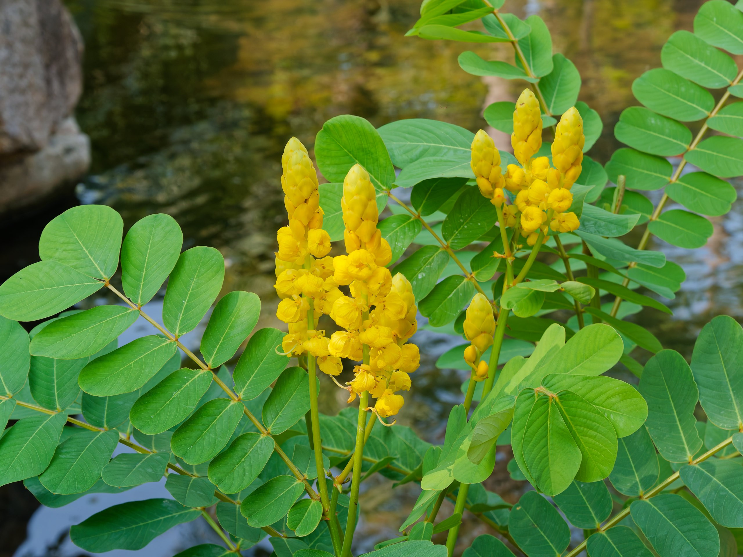 Хайнань 2026, флора, цветы и деревья. Фотопрогулки по Миру