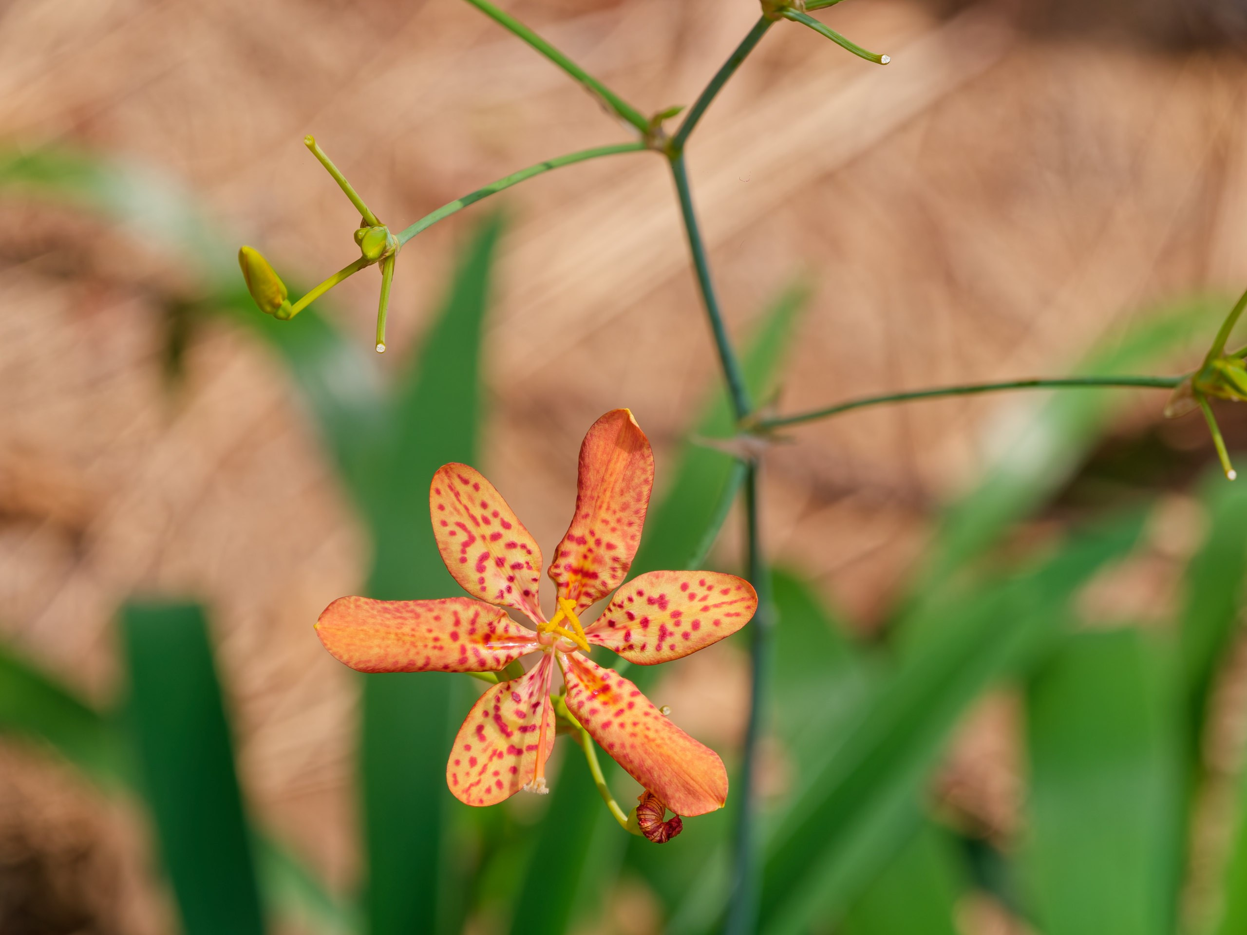Хайнань 2026, флора, цветы и деревья. Фотопрогулки по Миру