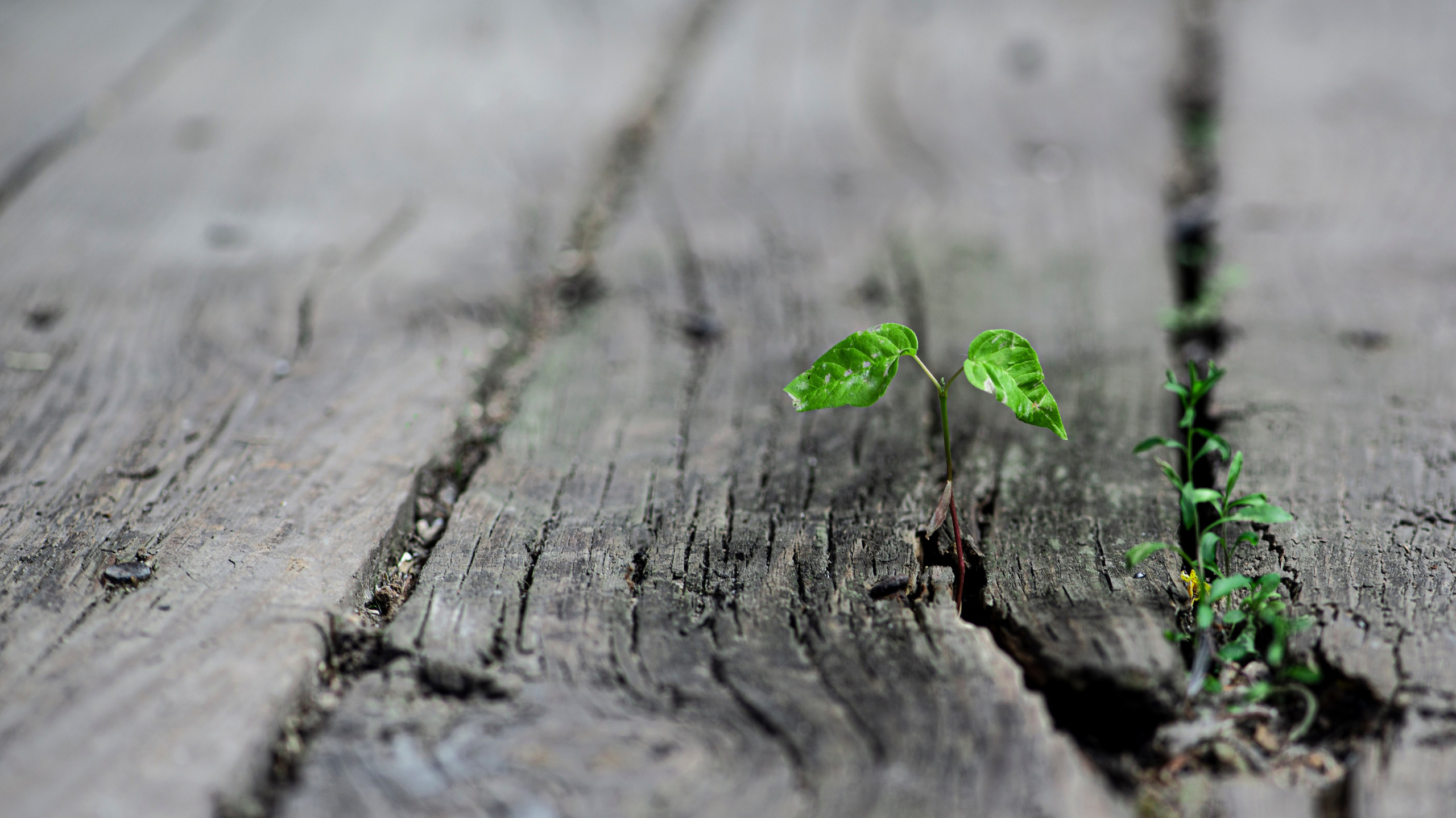 Стрит фото. Беличкин Михаил. Портретный и предметный фотограф в городе Тольятти