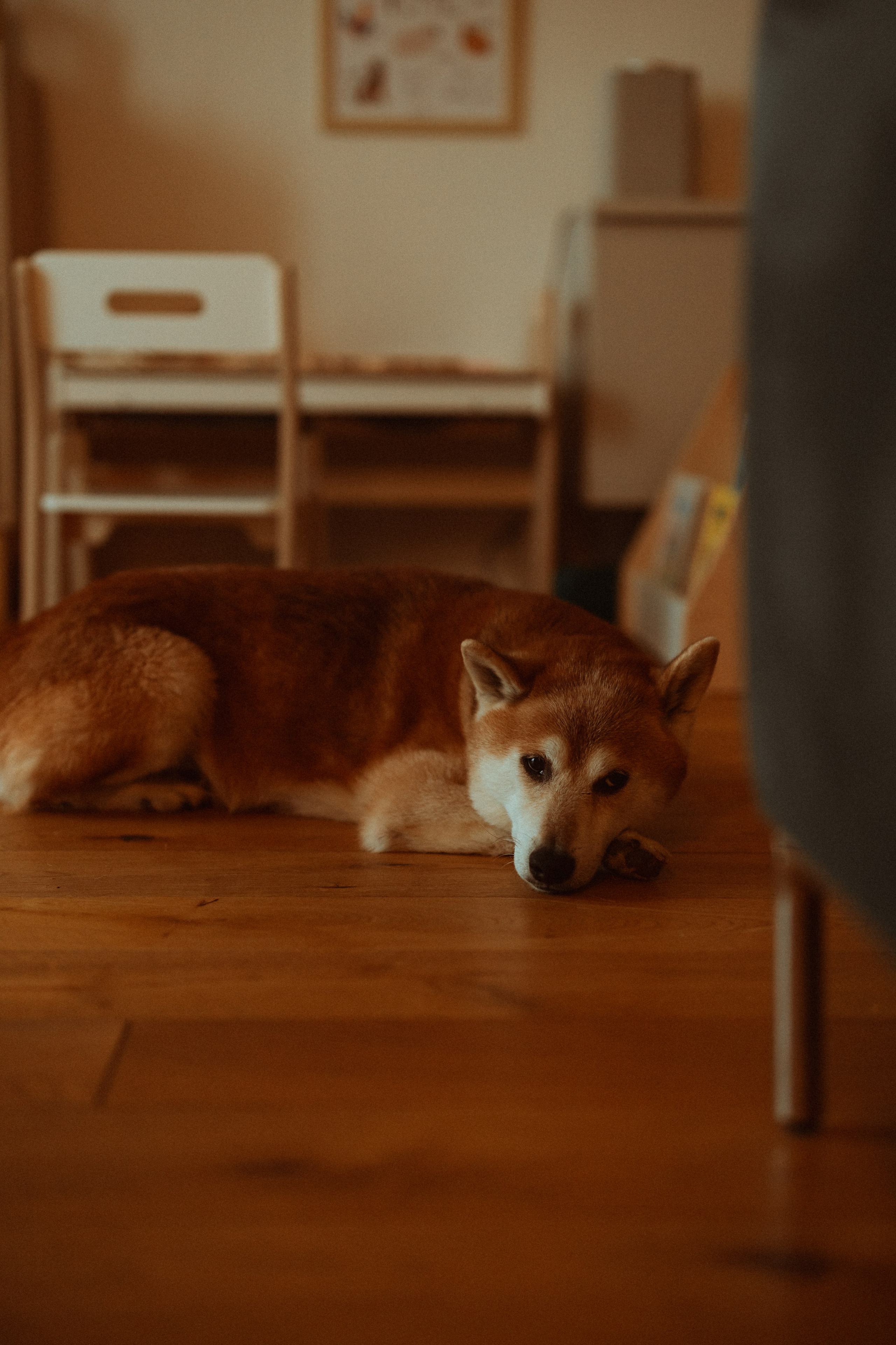 Новогодний переполох. Евгения Пелипас