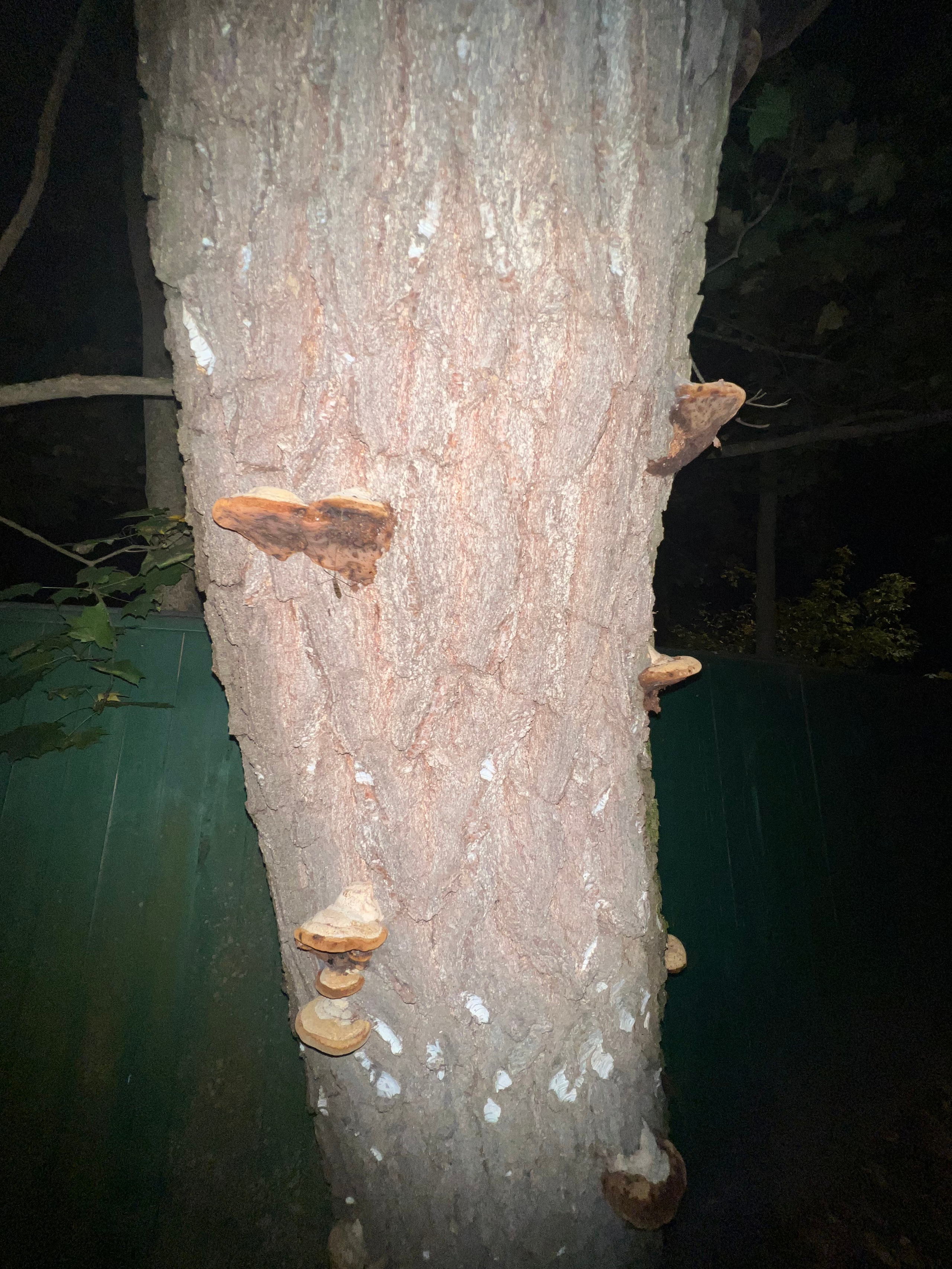 Цветы ночи. Анна Хвалина