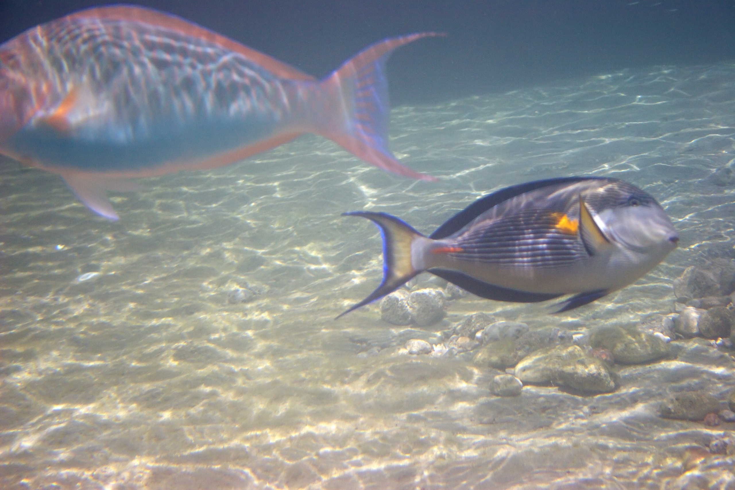 Под водой. Миша Печёнкин | фотография