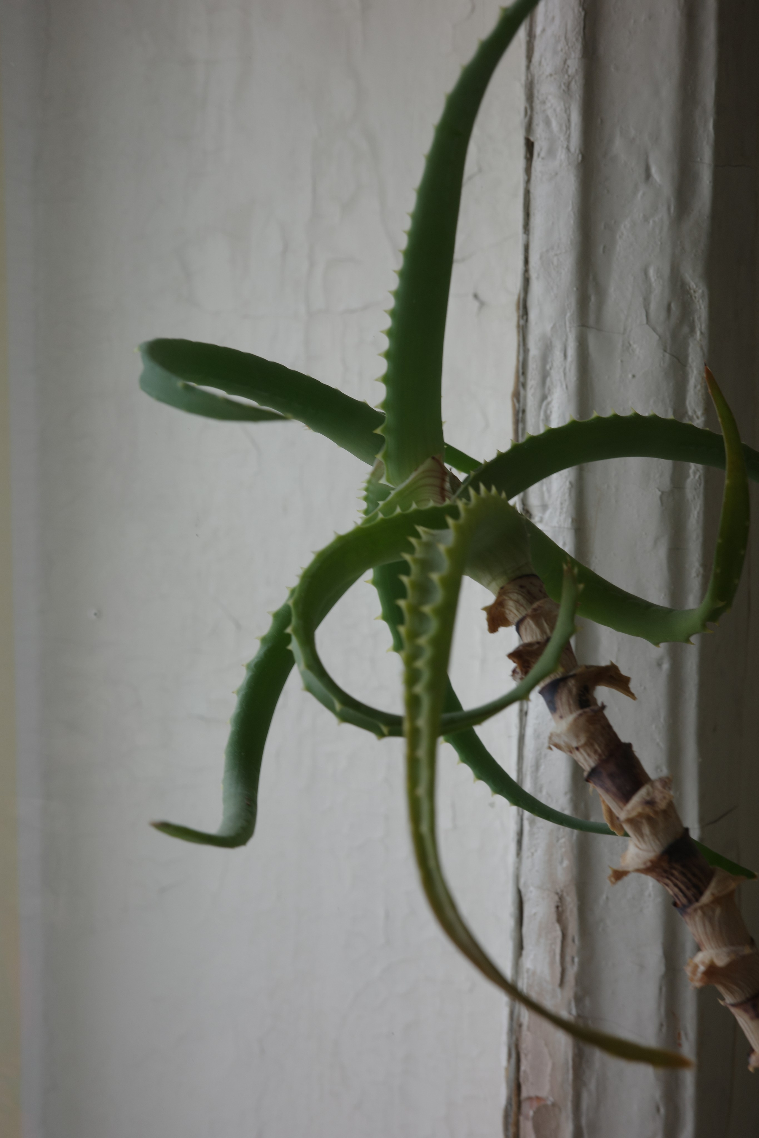 Алоэ 🌵. Миша Печёнкин | фотография