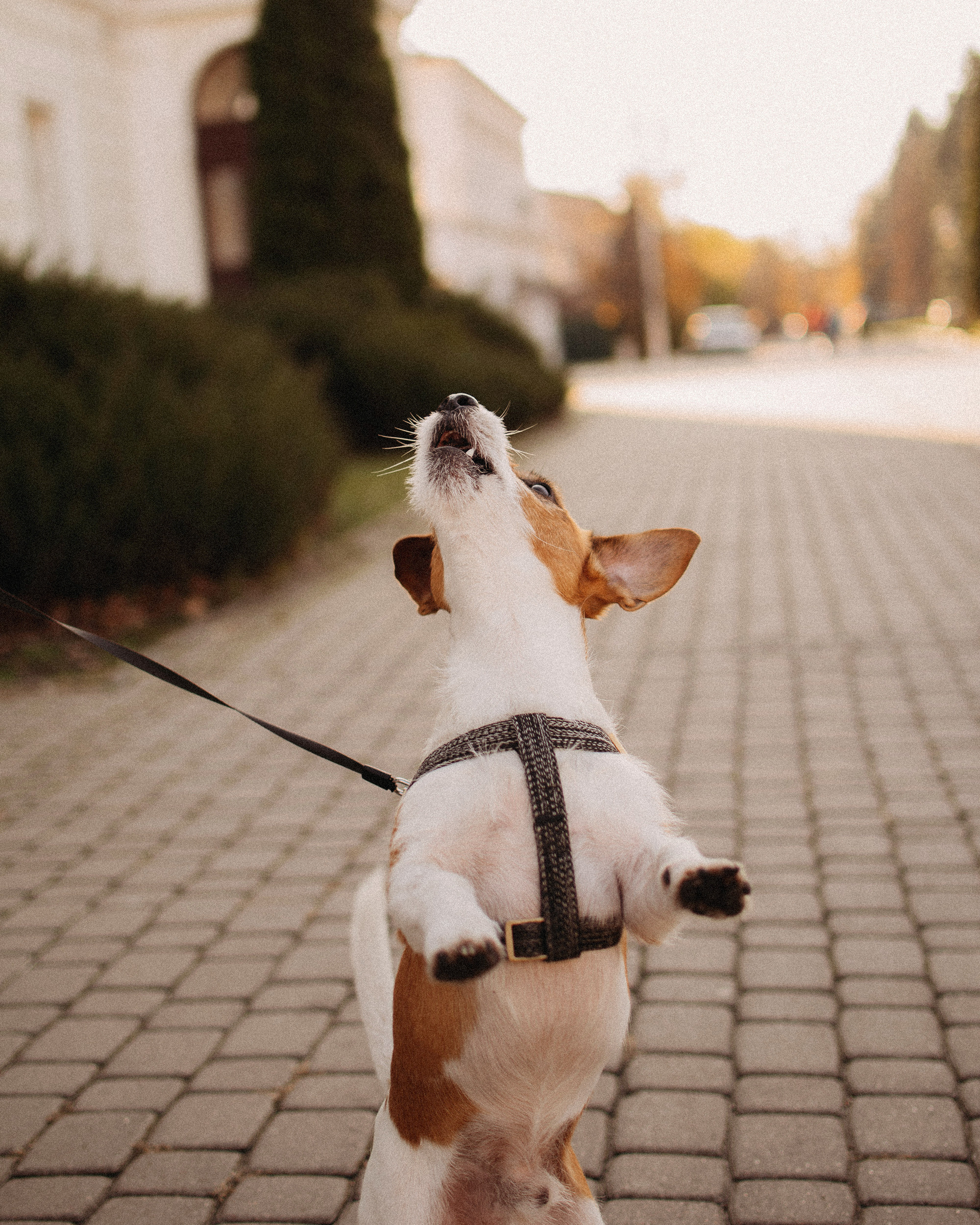 Анастасия и Саймон. Фотограф Новочеркасск Ольга Мальцева