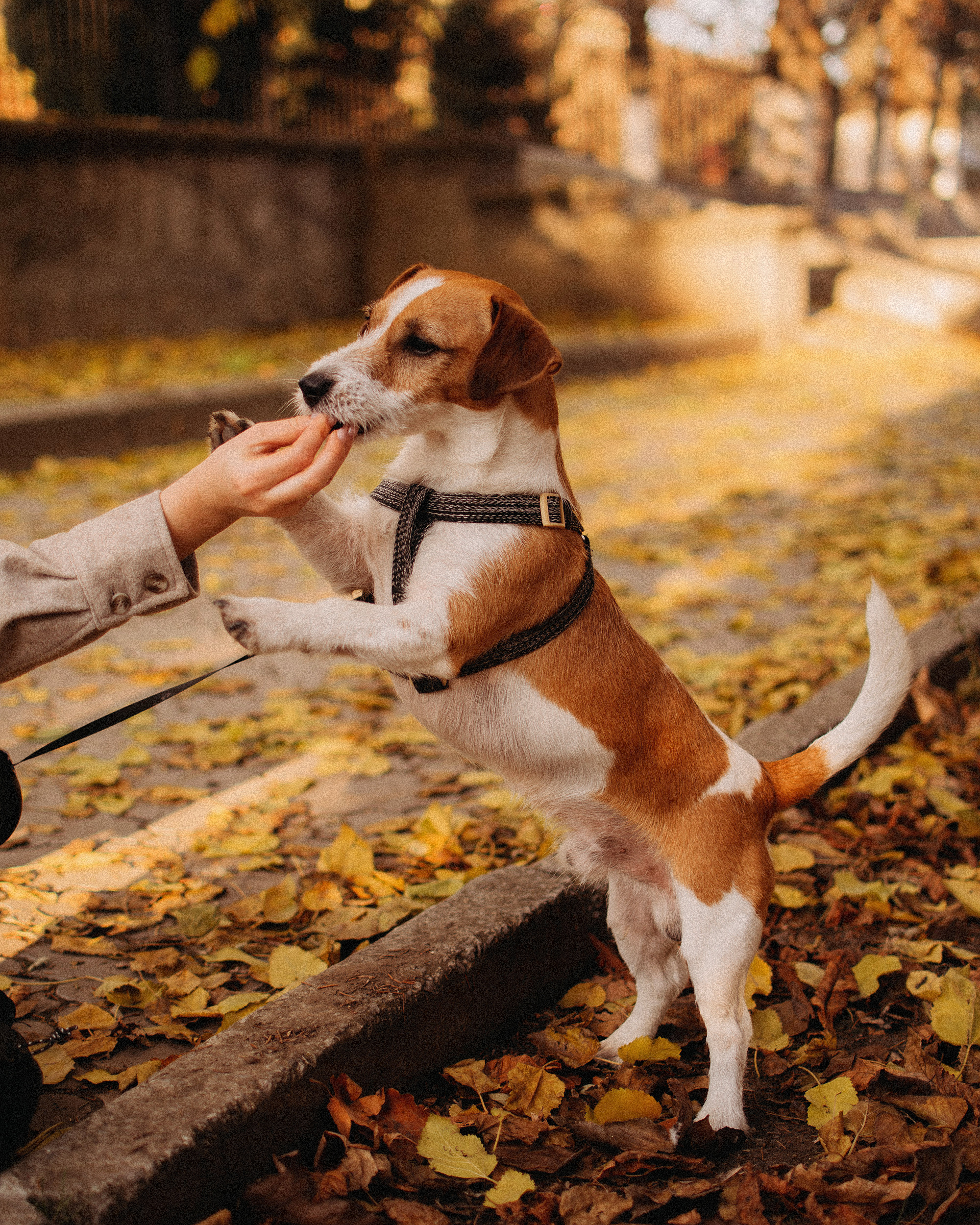 Анастасия и Саймон. Фотограф Новочеркасск Ольга Мальцева