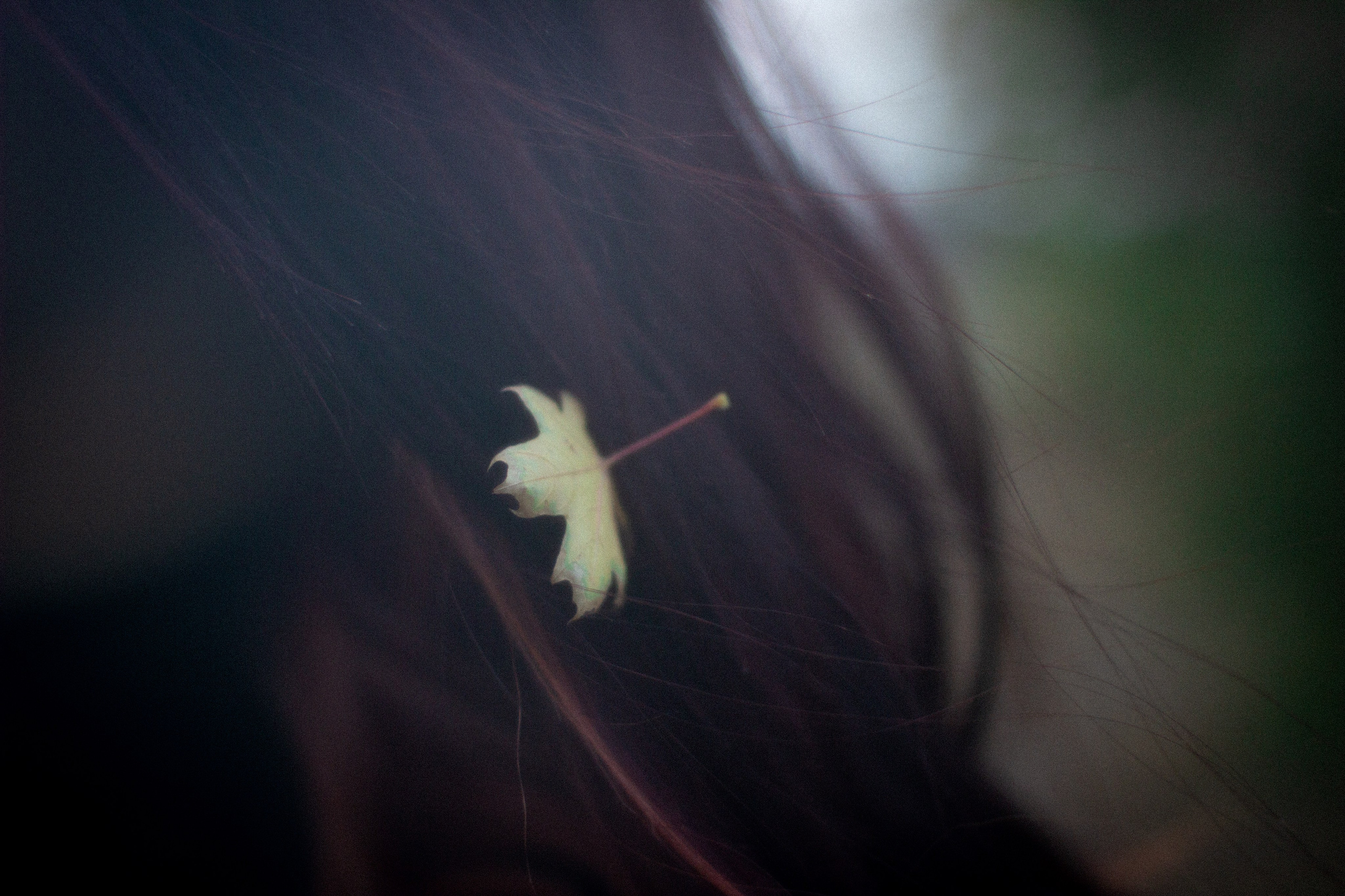 Школьная пора. • Фотограф Александра Светозар Алчевск •