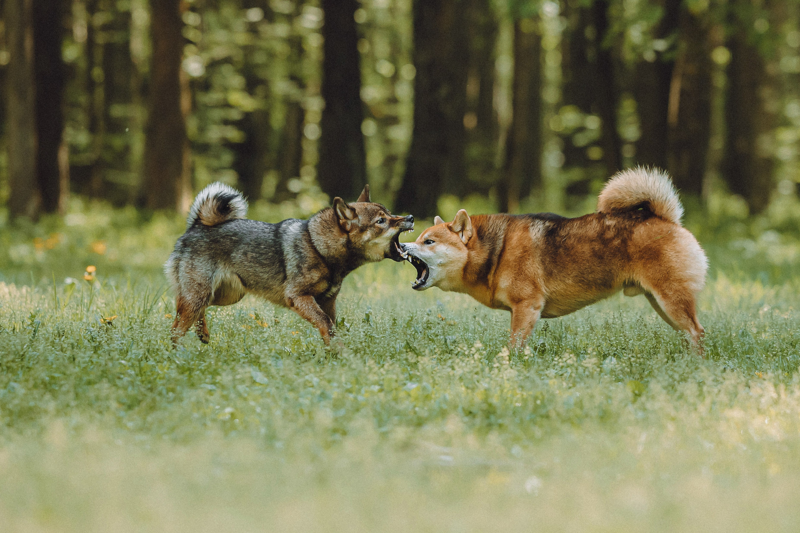 Шед, Цири, Чиби, Цера и их семья