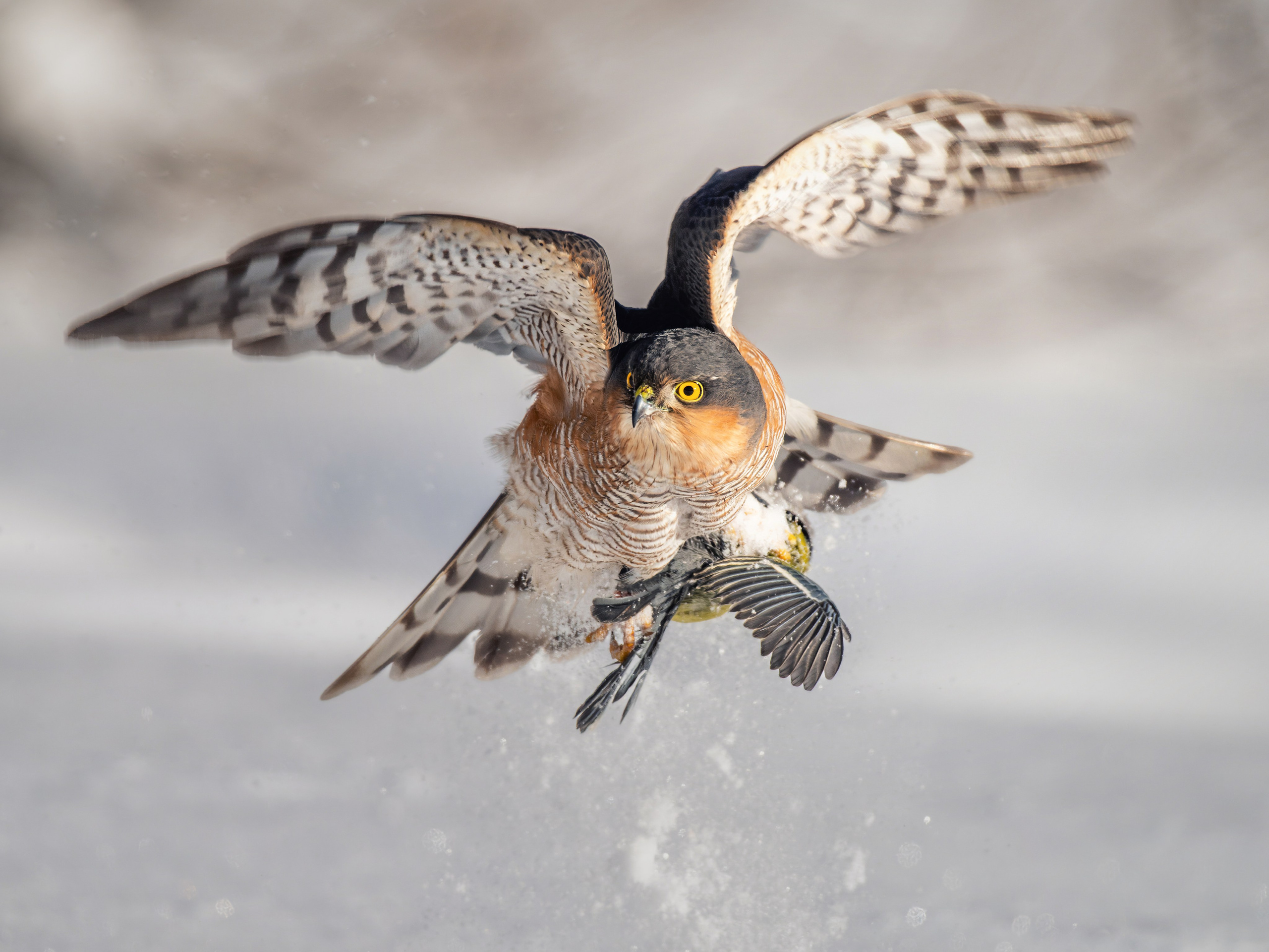 Достижения. Константин Дем | Фотограф
