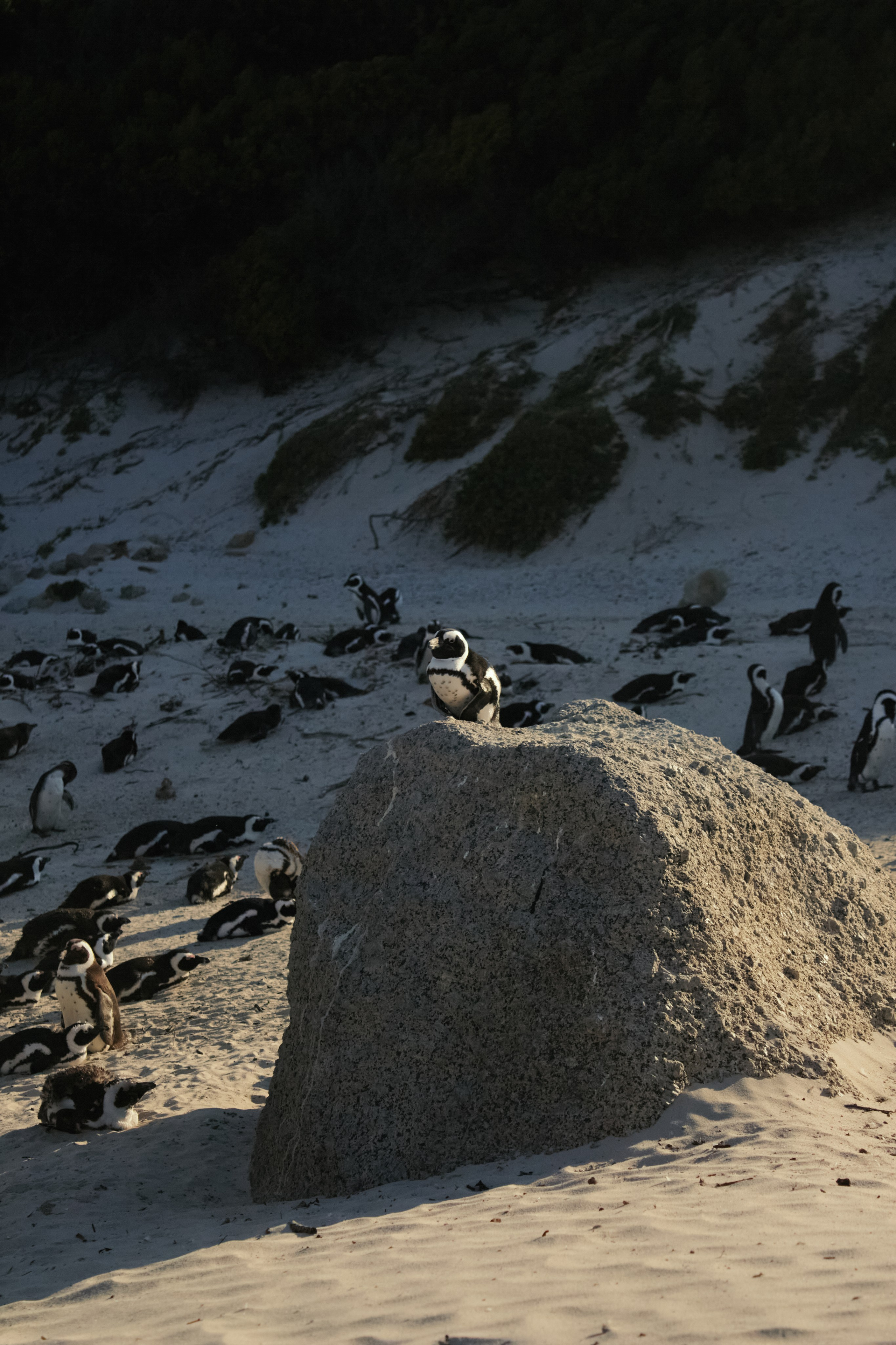 ЮАР. Профессиональный Фотограф во Владимире, в Москве и в Суздале — Полина Романычева