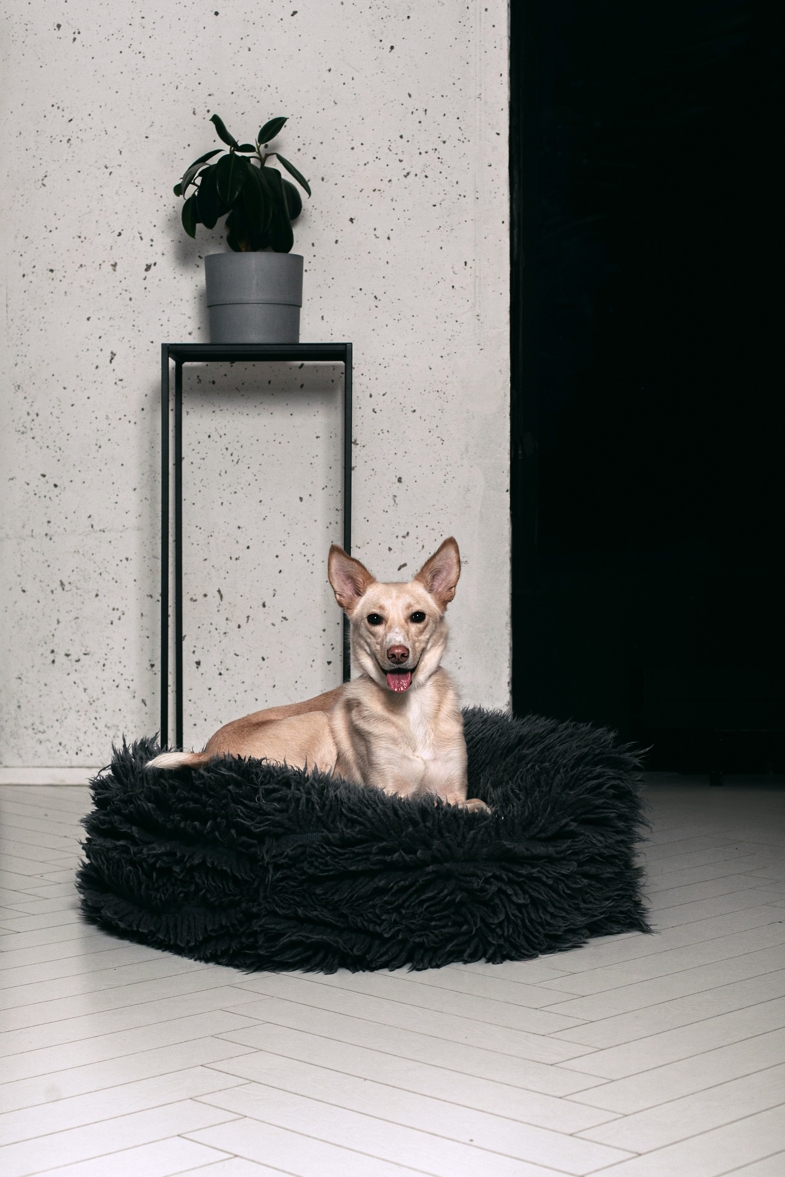 Студийная съемка 2 собак 2024. Фотограф-анималист Татьяна Степанова