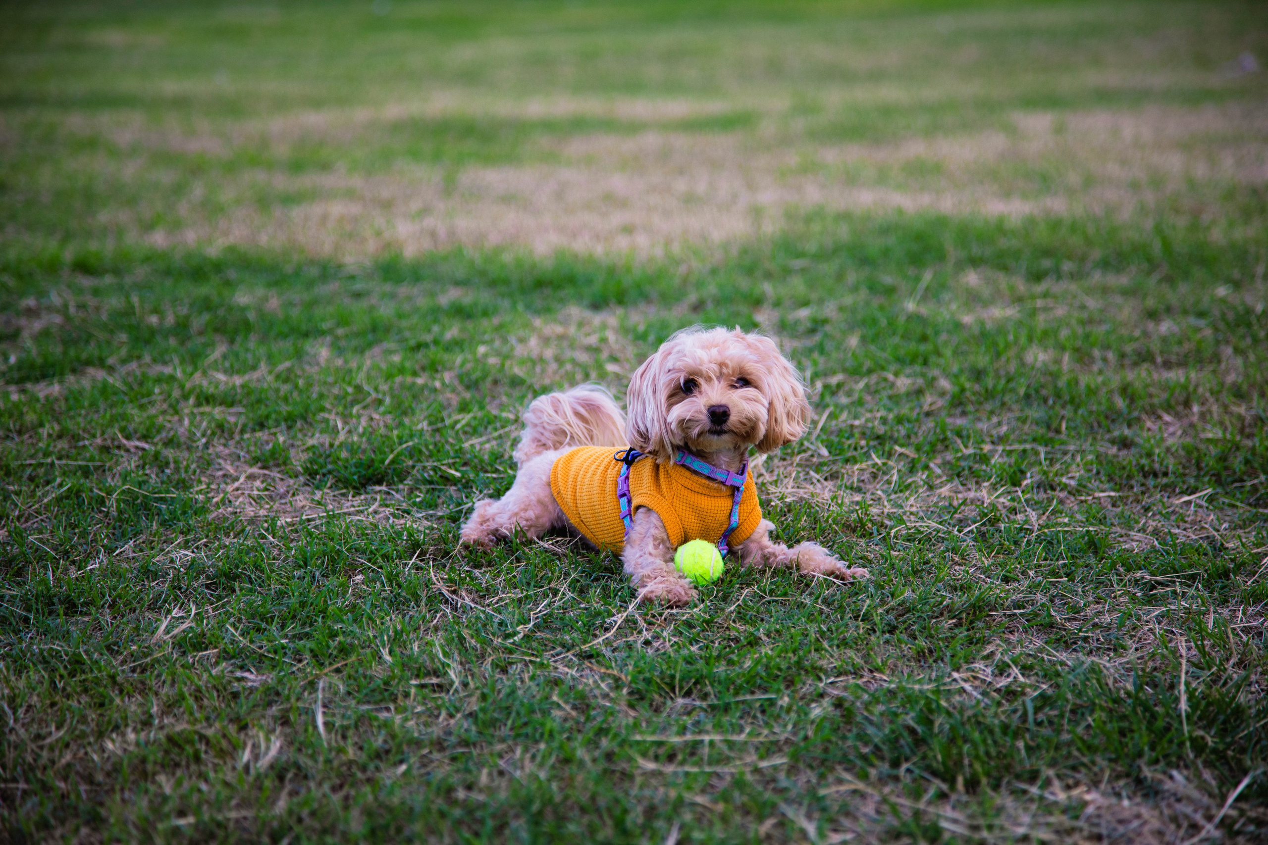 Animals. Photography by E. Kotova